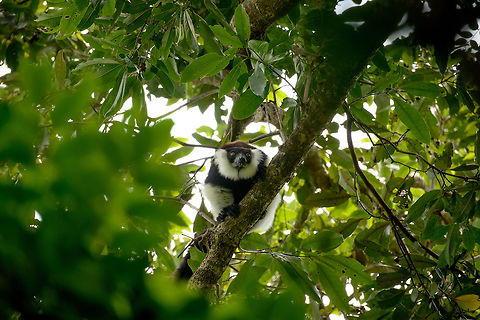Northern/White-belted black-and-white ruffed lemur, Nosy Mangabe, Madagascar Our first view of this White-belted black-and-white ruffed lemur, a sub species of the black-and-white ruffed lemur. This sub species can be recognized by its white belt (not visible on this photo) below its shoulders, even easier to see is the brown color of its main coat. 

This is one of two lemur species found on the island of Nosy Mangabe, the other being the White-fronted brown lemur, which unfortunately we did not see. 

All sub species of the black-and-white ruffed lemur are endangered or critically endangered due to a sharp decline in available habitat. Africa,Geotagged,Madagascar,Madagascar North,Northern black-and-white ruffed lemur,Nosy Mangabe,Spring,Varecia variegata subcincta,World