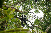 Territorial Northern black-and-white ruffed lemur, Nosy Mangabe, Madagascar We've been observing these peaceful, endangered lemurs on the island of Nosy Mangabe for 20 minutes or so. We had some photos, they were in a state of rest, so we were packing up to move on. Then, like the flip of a switch they go into absolute panic mode. Violent screams, trees shaking, truly aggressive behavior.<br />
<br />
As it turns out, completely out of our sight they detected a rival group, and they were being very clear on where their territory begins. We were caught in the middle, lucky and fascinated. I'm sharing several shots just because it was an awe-inspiring moment for us.<br />
<br />
Full series, in order:<br />
http://www.jungledragon.com/image/33538/territorial_northern_black-and-white_ruffed_lemur_nosy_mangabe_-_resting_madagascar.html<br />
<br />
http://www.jungledragon.com/image/33541/territorial_northern_black-and-white_ruffed_lemur_nosy_mangabe_-_intimidating_madagascar.html<br />
<br />
http://www.jungledragon.com/image/33535/territorial_northern_black-and-white_ruffed_lemur_nosy_mangabe_madagascar.html<br />
<br />
http://www.jungledragon.com/image/33539/territorial_northern_black-and-white_ruffed_lemur_nosy_mangabe_-_front_view_madagascar.html<br />
<br />
http://www.jungledragon.com/image/33536/territorial_northern_black-and-white_ruffed_lemur_nosy_mangabe_-_side_view_madagascar.html<br />
<br />
http://www.jungledragon.com/image/33535/territorial_northern_black-and-white_ruffed_lemur_nosy_mangabe_madagascar.html<br />
<br />
http://www.jungledragon.com/image/33537/territorial_northern_black-and-white_ruffed_lemur_nosy_mangabe_-_rotating_madagascar.html<br />
<br />
http://www.jungledragon.com/image/33540/territorial_northern_black-and-white_ruffed_lemur_nosy_mangabe_-_closeup_madagascar.html<br />
<br />
http://www.jungledragon.com/image/33542/territorial_northern_black-and-white_ruffed_lemur_nosy_mangabe_-_aftermath_madagascar.html<br />
<br />
http://www.jungledragon.com/image/33543/territorial_northern_black-and-white_ruffed_lemur_nosy_mangabe_-_aftermath_madagascar.html Africa,Madagascar,Madagascar North,Northern black-and-white ruffed lemur,Nosy Mangabe,Varecia variegata subcincta,World