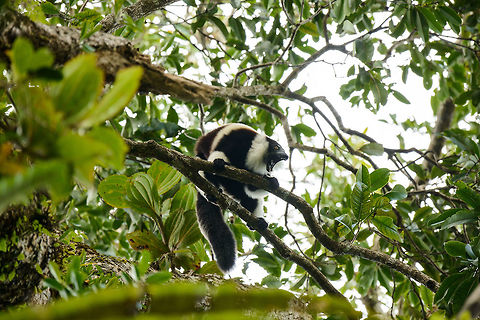 Territorial Northern black-and-white ruffed lemur, Nosy Mangabe - side view, Madagascar We've been observing these peaceful, endangered lemurs on the island of Nosy Mangabe for 20 minutes or so. We had some photos, they were in a state of rest, so we were packing up to move on. Then, like the flip of a switch they go into absolute panic mode. Violent screams, trees shaking, truly aggressive behavior.

As it turns out, completely out of our sight they detected a rival group, and they were being very clear on where their territory begins. We were caught in the middle, lucky and fascinated. I'm sharing several shots just because it was an awe-inspiring moment for us.

This photo shows a side view of one whilst screaming, revealing the enormous jaws.

Full series, in order:
http://www.jungledragon.com/image/33538/territorial_northern_black-and-white_ruffed_lemur_nosy_mangabe_-_resting_madagascar.html

http://www.jungledragon.com/image/33541/territorial_northern_black-and-white_ruffed_lemur_nosy_mangabe_-_intimidating_madagascar.html

http://www.jungledragon.com/image/33535/territorial_northern_black-and-white_ruffed_lemur_nosy_mangabe_madagascar.html

http://www.jungledragon.com/image/33539/territorial_northern_black-and-white_ruffed_lemur_nosy_mangabe_-_front_view_madagascar.html

http://www.jungledragon.com/image/33536/territorial_northern_black-and-white_ruffed_lemur_nosy_mangabe_-_side_view_madagascar.html

http://www.jungledragon.com/image/33535/territorial_northern_black-and-white_ruffed_lemur_nosy_mangabe_madagascar.html

http://www.jungledragon.com/image/33537/territorial_northern_black-and-white_ruffed_lemur_nosy_mangabe_-_rotating_madagascar.html

http://www.jungledragon.com/image/33540/territorial_northern_black-and-white_ruffed_lemur_nosy_mangabe_-_closeup_madagascar.html

http://www.jungledragon.com/image/33542/territorial_northern_black-and-white_ruffed_lemur_nosy_mangabe_-_aftermath_madagascar.html

http://www.jungledragon.com/image/33543/territorial_northern_black-and-white_ruffed_lemur_nosy_mangabe_-_aftermath_madagascar.html Africa,Madagascar,Madagascar North,Northern black-and-white ruffed lemur,Nosy Mangabe,Varecia variegata subcincta,World