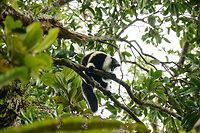 Territorial Northern black-and-white ruffed lemur, Nosy Mangabe - side view, Madagascar We've been observing these peaceful, endangered lemurs on the island of Nosy Mangabe for 20 minutes or so. We had some photos, they were in a state of rest, so we were packing up to move on. Then, like the flip of a switch they go into absolute panic mode. Violent screams, trees shaking, truly aggressive behavior.<br />
<br />
As it turns out, completely out of our sight they detected a rival group, and they were being very clear on where their territory begins. We were caught in the middle, lucky and fascinated. I'm sharing several shots just because it was an awe-inspiring moment for us.<br />
<br />
This photo shows a side view of one whilst screaming, revealing the enormous jaws.<br />
<br />
Full series, in order:<br />
http://www.jungledragon.com/image/33538/territorial_northern_black-and-white_ruffed_lemur_nosy_mangabe_-_resting_madagascar.html<br />
<br />
http://www.jungledragon.com/image/33541/territorial_northern_black-and-white_ruffed_lemur_nosy_mangabe_-_intimidating_madagascar.html<br />
<br />
http://www.jungledragon.com/image/33535/territorial_northern_black-and-white_ruffed_lemur_nosy_mangabe_madagascar.html<br />
<br />
http://www.jungledragon.com/image/33539/territorial_northern_black-and-white_ruffed_lemur_nosy_mangabe_-_front_view_madagascar.html<br />
<br />
http://www.jungledragon.com/image/33536/territorial_northern_black-and-white_ruffed_lemur_nosy_mangabe_-_side_view_madagascar.html<br />
<br />
http://www.jungledragon.com/image/33535/territorial_northern_black-and-white_ruffed_lemur_nosy_mangabe_madagascar.html<br />
<br />
http://www.jungledragon.com/image/33537/territorial_northern_black-and-white_ruffed_lemur_nosy_mangabe_-_rotating_madagascar.html<br />
<br />
http://www.jungledragon.com/image/33540/territorial_northern_black-and-white_ruffed_lemur_nosy_mangabe_-_closeup_madagascar.html<br />
<br />
http://www.jungledragon.com/image/33542/territorial_northern_black-and-white_ruffed_lemur_nosy_mangabe_-_aftermath_madagascar.html<br />
<br />
http://www.jungledragon.com/image/33543/territorial_northern_black-and-white_ruffed_lemur_nosy_mangabe_-_aftermath_madagascar.html Africa,Madagascar,Madagascar North,Northern black-and-white ruffed lemur,Nosy Mangabe,Varecia variegata subcincta,World