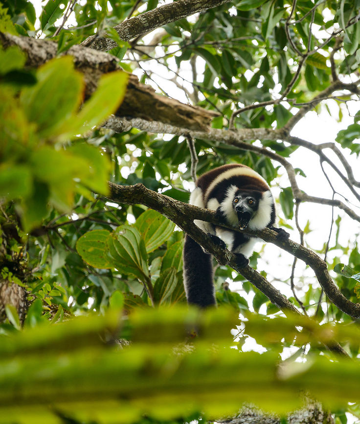 Territorial Northern black-and-white ruffed lemur, Nosy Mangabe - rotating, Madagascar We've been observing these peaceful, endangered lemurs on the island of Nosy Mangabe for 20 minutes or so. We had some photos, they were in a state of rest, so we were packing up to move on. Then, like the flip of a switch they go into absolute panic mode. Violent screams, trees shaking, truly aggressive behavior.<br />
<br />
As it turns out, completely out of our sight they detected a rival group, and they were being very clear on where their territory begins. We were caught in the middle, lucky and fascinated. I'm sharing several shots just because it was an awe-inspiring moment for us.<br />
<br />
This photo (compared with other shots in the series) shows that they express their calls in every direction, making sure it is not missed. If you look closely, in the bottom jaw you can see a special very wide tooth, which they use to carve markers of their territory boundaries on tree trunks.<br />
<br />
Full series, in order:<br />
<figure class="photo"><a href="https://www.jungledragon.com/image/33538/territorial_northern_black-and-white_ruffed_lemur_nosy_mangabe_-_resting_madagascar.html" title="Territorial Northern black-and-white ruffed lemur, Nosy Mangabe - resting, Madagascar"><img src="https://s3.amazonaws.com/media.jungledragon.com/images/2/33538_thumb.jpg?AWSAccessKeyId=05GMT0V3GWVNE7GGM1R2&Expires=1770854410&Signature=5jAohcEw4ah0okYoczOrz48sEp8%3D" width="116" height="152" alt="Territorial Northern black-and-white ruffed lemur, Nosy Mangabe - resting, Madagascar We've been observing these peaceful, endangered lemurs on the island of Nosy Mangabe for 20 minutes or so. We had some photos, they were in a state of rest, so we were packing up to move on. Then, like the flip of a switch they go into absolute panic mode. Violent screams, trees shaking, truly aggressive behavior.<br />
<br />
As it turns out, completely out of our sight they detected a rival group, and they were being very clear on where their territory begins. We were caught in the middle, lucky and fascinated. I'm sharing several shots just because it was an awe-inspiring moment for us.<br />
<br />
Full series, in order:<br />
http://www.jungledragon.com/image/33538/territorial_northern_black-and-white_ruffed_lemur_nosy_mangabe_-_resting_madagascar.html<br />
<br />
http://www.jungledragon.com/image/33541/territorial_northern_black-and-white_ruffed_lemur_nosy_mangabe_-_intimidating_madagascar.html<br />
<br />
http://www.jungledragon.com/image/33535/territorial_northern_black-and-white_ruffed_lemur_nosy_mangabe_madagascar.html<br />
<br />
http://www.jungledragon.com/image/33539/territorial_northern_black-and-white_ruffed_lemur_nosy_mangabe_-_front_view_madagascar.html<br />
<br />
http://www.jungledragon.com/image/33536/territorial_northern_black-and-white_ruffed_lemur_nosy_mangabe_-_side_view_madagascar.html<br />
<br />
http://www.jungledragon.com/image/33535/territorial_northern_black-and-white_ruffed_lemur_nosy_mangabe_madagascar.html<br />
<br />
http://www.jungledragon.com/image/33537/territorial_northern_black-and-white_ruffed_lemur_nosy_mangabe_-_rotating_madagascar.html<br />
<br />
http://www.jungledragon.com/image/33540/territorial_northern_black-and-white_ruffed_lemur_nosy_mangabe_-_closeup_madagascar.html<br />
<br />
http://www.jungledragon.com/image/33542/territorial_northern_black-and-white_ruffed_lemur_nosy_mangabe_-_aftermath_madagascar.html<br />
<br />
http://www.jungledragon.com/image/33543/territorial_northern_black-and-white_ruffed_lemur_nosy_mangabe_-_aftermath_madagascar.html Africa,Madagascar,Madagascar North,Northern black-and-white ruffed lemur,Nosy Mangabe,Varecia variegata subcincta,World" /></a></figure><br />
<br />
<figure class="photo"><a href="https://www.jungledragon.com/image/33541/territorial_northern_black-and-white_ruffed_lemur_nosy_mangabe_-_intimidating_madagascar.html" title="Territorial Northern black-and-white ruffed lemur, Nosy Mangabe - intimidating, Madagascar"><img src="https://s3.amazonaws.com/media.jungledragon.com/images/2/33541_thumb.jpg?AWSAccessKeyId=05GMT0V3GWVNE7GGM1R2&Expires=1770854410&Signature=3GK%2FTkWxeU6ISa%2B7%2BAv1jITA2Ow%3D" width="200" height="154" alt="Territorial Northern black-and-white ruffed lemur, Nosy Mangabe - intimidating, Madagascar We've been observing these peaceful, endangered lemurs on the island of Nosy Mangabe for 20 minutes or so. We had some photos, they were in a state of rest, so we were packing up to move on. Then, like the flip of a switch they go into absolute panic mode. Violent screams, trees shaking, truly aggressive behavior.<br />
<br />
As it turns out, completely out of our sight they detected a rival group, and they were being very clear on where their territory begins. We were caught in the middle, lucky and fascinated. I'm sharing several shots just because it was an awe-inspiring moment for us.<br />
<br />
This photo was taken a few seconds before they went totally mad.<br />
<br />
Full series, in order:<br />
http://www.jungledragon.com/image/33538/territorial_northern_black-and-white_ruffed_lemur_nosy_mangabe_-_resting_madagascar.html<br />
<br />
http://www.jungledragon.com/image/33541/territorial_northern_black-and-white_ruffed_lemur_nosy_mangabe_-_intimidating_madagascar.html<br />
<br />
http://www.jungledragon.com/image/33535/territorial_northern_black-and-white_ruffed_lemur_nosy_mangabe_madagascar.html<br />
<br />
http://www.jungledragon.com/image/33539/territorial_northern_black-and-white_ruffed_lemur_nosy_mangabe_-_front_view_madagascar.html<br />
<br />
http://www.jungledragon.com/image/33536/territorial_northern_black-and-white_ruffed_lemur_nosy_mangabe_-_side_view_madagascar.html<br />
<br />
http://www.jungledragon.com/image/33535/territorial_northern_black-and-white_ruffed_lemur_nosy_mangabe_madagascar.html<br />
<br />
http://www.jungledragon.com/image/33537/territorial_northern_black-and-white_ruffed_lemur_nosy_mangabe_-_rotating_madagascar.html<br />
<br />
http://www.jungledragon.com/image/33540/territorial_northern_black-and-white_ruffed_lemur_nosy_mangabe_-_closeup_madagascar.html<br />
<br />
http://www.jungledragon.com/image/33542/territorial_northern_black-and-white_ruffed_lemur_nosy_mangabe_-_aftermath_madagascar.html<br />
<br />
http://www.jungledragon.com/image/33543/territorial_northern_black-and-white_ruffed_lemur_nosy_mangabe_-_aftermath_madagascar.html Africa,Geotagged,Madagascar,Madagascar North,Northern black-and-white ruffed lemur,Nosy Mangabe,Spring,Varecia variegata subcincta,World" /></a></figure><br />
<br />
<figure class="photo"><a href="https://www.jungledragon.com/image/33535/territorial_northern_black-and-white_ruffed_lemur_nosy_mangabe_madagascar.html" title="Territorial Northern black-and-white ruffed lemur, Nosy Mangabe, Madagascar"><img src="https://s3.amazonaws.com/media.jungledragon.com/images/2/33535_thumb.jpg?AWSAccessKeyId=05GMT0V3GWVNE7GGM1R2&Expires=1770854410&Signature=oXbq04uLLmwAl03V5FoLg0s%2BMbQ%3D" width="200" height="134" alt="Territorial Northern black-and-white ruffed lemur, Nosy Mangabe, Madagascar We've been observing these peaceful, endangered lemurs on the island of Nosy Mangabe for 20 minutes or so. We had some photos, they were in a state of rest, so we were packing up to move on. Then, like the flip of a switch they go into absolute panic mode. Violent screams, trees shaking, truly aggressive behavior.<br />
<br />
As it turns out, completely out of our sight they detected a rival group, and they were being very clear on where their territory begins. We were caught in the middle, lucky and fascinated. I'm sharing several shots just because it was an awe-inspiring moment for us.<br />
<br />
Full series, in order:<br />
http://www.jungledragon.com/image/33538/territorial_northern_black-and-white_ruffed_lemur_nosy_mangabe_-_resting_madagascar.html<br />
<br />
http://www.jungledragon.com/image/33541/territorial_northern_black-and-white_ruffed_lemur_nosy_mangabe_-_intimidating_madagascar.html<br />
<br />
http://www.jungledragon.com/image/33535/territorial_northern_black-and-white_ruffed_lemur_nosy_mangabe_madagascar.html<br />
<br />
http://www.jungledragon.com/image/33539/territorial_northern_black-and-white_ruffed_lemur_nosy_mangabe_-_front_view_madagascar.html<br />
<br />
http://www.jungledragon.com/image/33536/territorial_northern_black-and-white_ruffed_lemur_nosy_mangabe_-_side_view_madagascar.html<br />
<br />
http://www.jungledragon.com/image/33535/territorial_northern_black-and-white_ruffed_lemur_nosy_mangabe_madagascar.html<br />
<br />
http://www.jungledragon.com/image/33537/territorial_northern_black-and-white_ruffed_lemur_nosy_mangabe_-_rotating_madagascar.html<br />
<br />
http://www.jungledragon.com/image/33540/territorial_northern_black-and-white_ruffed_lemur_nosy_mangabe_-_closeup_madagascar.html<br />
<br />
http://www.jungledragon.com/image/33542/territorial_northern_black-and-white_ruffed_lemur_nosy_mangabe_-_aftermath_madagascar.html<br />
<br />
http://www.jungledragon.com/image/33543/territorial_northern_black-and-white_ruffed_lemur_nosy_mangabe_-_aftermath_madagascar.html Africa,Madagascar,Madagascar North,Northern black-and-white ruffed lemur,Nosy Mangabe,Varecia variegata subcincta,World" /></a></figure><br />
<br />
<figure class="photo"><a href="https://www.jungledragon.com/image/33539/territorial_northern_black-and-white_ruffed_lemur_nosy_mangabe_-_front_view_madagascar.html" title="Territorial Northern black-and-white ruffed lemur, Nosy Mangabe - front view, Madagascar"><img src="https://s3.amazonaws.com/media.jungledragon.com/images/2/33539_thumb.jpg?AWSAccessKeyId=05GMT0V3GWVNE7GGM1R2&Expires=1770854410&Signature=2ZDF%2BqWzv5Jab6LyvftVbyQ%2B55E%3D" width="200" height="180" alt="Territorial Northern black-and-white ruffed lemur, Nosy Mangabe - front view, Madagascar We've been observing these peaceful, endangered lemurs on the island of Nosy Mangabe for 20 minutes or so. We had some photos, they were in a state of rest, so we were packing up to move on. Then, like the flip of a switch they go into absolute panic mode. Violent screams, trees shaking, truly aggressive behavior.<br />
<br />
As it turns out, completely out of our sight they detected a rival group, and they were being very clear on where their territory begins. We were caught in the middle, lucky and fascinated. I'm sharing several shots just because it was an awe-inspiring moment for us.<br />
<br />
On this photo you can see it firmly holding on to the tree branch with all limbs, in order to shake it as violently as possible. This is a game of display, not actual aggression.<br />
<br />
Full series, in order:<br />
http://www.jungledragon.com/image/33538/territorial_northern_black-and-white_ruffed_lemur_nosy_mangabe_-_resting_madagascar.html<br />
<br />
http://www.jungledragon.com/image/33541/territorial_northern_black-and-white_ruffed_lemur_nosy_mangabe_-_intimidating_madagascar.html<br />
<br />
http://www.jungledragon.com/image/33535/territorial_northern_black-and-white_ruffed_lemur_nosy_mangabe_madagascar.html<br />
<br />
http://www.jungledragon.com/image/33539/territorial_northern_black-and-white_ruffed_lemur_nosy_mangabe_-_front_view_madagascar.html<br />
<br />
http://www.jungledragon.com/image/33536/territorial_northern_black-and-white_ruffed_lemur_nosy_mangabe_-_side_view_madagascar.html<br />
<br />
http://www.jungledragon.com/image/33535/territorial_northern_black-and-white_ruffed_lemur_nosy_mangabe_madagascar.html<br />
<br />
http://www.jungledragon.com/image/33537/territorial_northern_black-and-white_ruffed_lemur_nosy_mangabe_-_rotating_madagascar.html<br />
<br />
http://www.jungledragon.com/image/33540/territorial_northern_black-and-white_ruffed_lemur_nosy_mangabe_-_closeup_madagascar.html<br />
<br />
http://www.jungledragon.com/image/33542/territorial_northern_black-and-white_ruffed_lemur_nosy_mangabe_-_aftermath_madagascar.html<br />
<br />
http://www.jungledragon.com/image/33543/territorial_northern_black-and-white_ruffed_lemur_nosy_mangabe_-_aftermath_madagascar.html Africa,Madagascar,Madagascar North,Northern black-and-white ruffed lemur,Nosy Mangabe,Varecia variegata subcincta,World" /></a></figure><br />
<br />
<figure class="photo"><a href="https://www.jungledragon.com/image/33536/territorial_northern_black-and-white_ruffed_lemur_nosy_mangabe_-_side_view_madagascar.html" title="Territorial Northern black-and-white ruffed lemur, Nosy Mangabe - side view, Madagascar"><img src="https://s3.amazonaws.com/media.jungledragon.com/images/2/33536_thumb.jpg?AWSAccessKeyId=05GMT0V3GWVNE7GGM1R2&Expires=1770854410&Signature=5a0963tgpFGoSTHNJC9%2B6GSkBsw%3D" width="200" height="134" alt="Territorial Northern black-and-white ruffed lemur, Nosy Mangabe - side view, Madagascar We've been observing these peaceful, endangered lemurs on the island of Nosy Mangabe for 20 minutes or so. We had some photos, they were in a state of rest, so we were packing up to move on. Then, like the flip of a switch they go into absolute panic mode. Violent screams, trees shaking, truly aggressive behavior.<br />
<br />
As it turns out, completely out of our sight they detected a rival group, and they were being very clear on where their territory begins. We were caught in the middle, lucky and fascinated. I'm sharing several shots just because it was an awe-inspiring moment for us.<br />
<br />
This photo shows a side view of one whilst screaming, revealing the enormous jaws.<br />
<br />
Full series, in order:<br />
http://www.jungledragon.com/image/33538/territorial_northern_black-and-white_ruffed_lemur_nosy_mangabe_-_resting_madagascar.html<br />
<br />
http://www.jungledragon.com/image/33541/territorial_northern_black-and-white_ruffed_lemur_nosy_mangabe_-_intimidating_madagascar.html<br />
<br />
http://www.jungledragon.com/image/33535/territorial_northern_black-and-white_ruffed_lemur_nosy_mangabe_madagascar.html<br />
<br />
http://www.jungledragon.com/image/33539/territorial_northern_black-and-white_ruffed_lemur_nosy_mangabe_-_front_view_madagascar.html<br />
<br />
http://www.jungledragon.com/image/33536/territorial_northern_black-and-white_ruffed_lemur_nosy_mangabe_-_side_view_madagascar.html<br />
<br />
http://www.jungledragon.com/image/33535/territorial_northern_black-and-white_ruffed_lemur_nosy_mangabe_madagascar.html<br />
<br />
http://www.jungledragon.com/image/33537/territorial_northern_black-and-white_ruffed_lemur_nosy_mangabe_-_rotating_madagascar.html<br />
<br />
http://www.jungledragon.com/image/33540/territorial_northern_black-and-white_ruffed_lemur_nosy_mangabe_-_closeup_madagascar.html<br />
<br />
http://www.jungledragon.com/image/33542/territorial_northern_black-and-white_ruffed_lemur_nosy_mangabe_-_aftermath_madagascar.html<br />
<br />
http://www.jungledragon.com/image/33543/territorial_northern_black-and-white_ruffed_lemur_nosy_mangabe_-_aftermath_madagascar.html Africa,Madagascar,Madagascar North,Northern black-and-white ruffed lemur,Nosy Mangabe,Varecia variegata subcincta,World" /></a></figure><br />
<br />
<figure class="photo"><a href="https://www.jungledragon.com/image/33535/territorial_northern_black-and-white_ruffed_lemur_nosy_mangabe_madagascar.html" title="Territorial Northern black-and-white ruffed lemur, Nosy Mangabe, Madagascar"><img src="https://s3.amazonaws.com/media.jungledragon.com/images/2/33535_thumb.jpg?AWSAccessKeyId=05GMT0V3GWVNE7GGM1R2&Expires=1770854410&Signature=oXbq04uLLmwAl03V5FoLg0s%2BMbQ%3D" width="200" height="134" alt="Territorial Northern black-and-white ruffed lemur, Nosy Mangabe, Madagascar We've been observing these peaceful, endangered lemurs on the island of Nosy Mangabe for 20 minutes or so. We had some photos, they were in a state of rest, so we were packing up to move on. Then, like the flip of a switch they go into absolute panic mode. Violent screams, trees shaking, truly aggressive behavior.<br />
<br />
As it turns out, completely out of our sight they detected a rival group, and they were being very clear on where their territory begins. We were caught in the middle, lucky and fascinated. I'm sharing several shots just because it was an awe-inspiring moment for us.<br />
<br />
Full series, in order:<br />
http://www.jungledragon.com/image/33538/territorial_northern_black-and-white_ruffed_lemur_nosy_mangabe_-_resting_madagascar.html<br />
<br />
http://www.jungledragon.com/image/33541/territorial_northern_black-and-white_ruffed_lemur_nosy_mangabe_-_intimidating_madagascar.html<br />
<br />
http://www.jungledragon.com/image/33535/territorial_northern_black-and-white_ruffed_lemur_nosy_mangabe_madagascar.html<br />
<br />
http://www.jungledragon.com/image/33539/territorial_northern_black-and-white_ruffed_lemur_nosy_mangabe_-_front_view_madagascar.html<br />
<br />
http://www.jungledragon.com/image/33536/territorial_northern_black-and-white_ruffed_lemur_nosy_mangabe_-_side_view_madagascar.html<br />
<br />
http://www.jungledragon.com/image/33535/territorial_northern_black-and-white_ruffed_lemur_nosy_mangabe_madagascar.html<br />
<br />
http://www.jungledragon.com/image/33537/territorial_northern_black-and-white_ruffed_lemur_nosy_mangabe_-_rotating_madagascar.html<br />
<br />
http://www.jungledragon.com/image/33540/territorial_northern_black-and-white_ruffed_lemur_nosy_mangabe_-_closeup_madagascar.html<br />
<br />
http://www.jungledragon.com/image/33542/territorial_northern_black-and-white_ruffed_lemur_nosy_mangabe_-_aftermath_madagascar.html<br />
<br />
http://www.jungledragon.com/image/33543/territorial_northern_black-and-white_ruffed_lemur_nosy_mangabe_-_aftermath_madagascar.html Africa,Madagascar,Madagascar North,Northern black-and-white ruffed lemur,Nosy Mangabe,Varecia variegata subcincta,World" /></a></figure><br />
<br />
<figure class="photo"><a href="https://www.jungledragon.com/image/33537/territorial_northern_black-and-white_ruffed_lemur_nosy_mangabe_-_rotating_madagascar.html" title="Territorial Northern black-and-white ruffed lemur, Nosy Mangabe - rotating, Madagascar"><img src="https://s3.amazonaws.com/media.jungledragon.com/images/2/33537_thumb.jpg?AWSAccessKeyId=05GMT0V3GWVNE7GGM1R2&Expires=1770854410&Signature=OpE3DbPMot%2BtEoj9bbYFqPyHJkE%3D" width="130" height="152" alt="Territorial Northern black-and-white ruffed lemur, Nosy Mangabe - rotating, Madagascar We've been observing these peaceful, endangered lemurs on the island of Nosy Mangabe for 20 minutes or so. We had some photos, they were in a state of rest, so we were packing up to move on. Then, like the flip of a switch they go into absolute panic mode. Violent screams, trees shaking, truly aggressive behavior.<br />
<br />
As it turns out, completely out of our sight they detected a rival group, and they were being very clear on where their territory begins. We were caught in the middle, lucky and fascinated. I'm sharing several shots just because it was an awe-inspiring moment for us.<br />
<br />
This photo (compared with other shots in the series) shows that they express their calls in every direction, making sure it is not missed. If you look closely, in the bottom jaw you can see a special very wide tooth, which they use to carve markers of their territory boundaries on tree trunks.<br />
<br />
Full series, in order:<br />
http://www.jungledragon.com/image/33538/territorial_northern_black-and-white_ruffed_lemur_nosy_mangabe_-_resting_madagascar.html<br />
<br />
http://www.jungledragon.com/image/33541/territorial_northern_black-and-white_ruffed_lemur_nosy_mangabe_-_intimidating_madagascar.html<br />
<br />
http://www.jungledragon.com/image/33535/territorial_northern_black-and-white_ruffed_lemur_nosy_mangabe_madagascar.html<br />
<br />
http://www.jungledragon.com/image/33539/territorial_northern_black-and-white_ruffed_lemur_nosy_mangabe_-_front_view_madagascar.html<br />
<br />
http://www.jungledragon.com/image/33536/territorial_northern_black-and-white_ruffed_lemur_nosy_mangabe_-_side_view_madagascar.html<br />
<br />
http://www.jungledragon.com/image/33535/territorial_northern_black-and-white_ruffed_lemur_nosy_mangabe_madagascar.html<br />
<br />
http://www.jungledragon.com/image/33537/territorial_northern_black-and-white_ruffed_lemur_nosy_mangabe_-_rotating_madagascar.html<br />
<br />
http://www.jungledragon.com/image/33540/territorial_northern_black-and-white_ruffed_lemur_nosy_mangabe_-_closeup_madagascar.html<br />
<br />
http://www.jungledragon.com/image/33542/territorial_northern_black-and-white_ruffed_lemur_nosy_mangabe_-_aftermath_madagascar.html<br />
<br />
http://www.jungledragon.com/image/33543/territorial_northern_black-and-white_ruffed_lemur_nosy_mangabe_-_aftermath_madagascar.html Africa,Geotagged,Madagascar,Madagascar North,Northern black-and-white ruffed lemur,Nosy Mangabe,Spring,Varecia variegata subcincta,World" /></a></figure><br />
<br />
<figure class="photo"><a href="https://www.jungledragon.com/image/33540/territorial_northern_black-and-white_ruffed_lemur_nosy_mangabe_-_closeup_madagascar.html" title="Territorial Northern black-and-white ruffed lemur, Nosy Mangabe - closeup, Madagascar"><img src="https://s3.amazonaws.com/media.jungledragon.com/images/2/33540_thumb.jpg?AWSAccessKeyId=05GMT0V3GWVNE7GGM1R2&Expires=1770854410&Signature=e5upSouImBJ53hZzEsCBItwYIF4%3D" width="200" height="134" alt="Territorial Northern black-and-white ruffed lemur, Nosy Mangabe - closeup, Madagascar We've been observing these peaceful, endangered lemurs on the island of Nosy Mangabe for 20 minutes or so. We had some photos, they were in a state of rest, so we were packing up to move on. Then, like the flip of a switch they go into absolute panic mode. Violent screams, trees shaking, truly aggressive behavior.<br />
<br />
As it turns out, completely out of our sight they detected a rival group, and they were being very clear on where their territory begins. We were caught in the middle, lucky and fascinated. I'm sharing several shots just because it was an awe-inspiring moment for us.<br />
<br />
This photo is heavily cropped just to show a true closeup. It makes visible the special tooth in the lower jaw, used to mark their territory. <br />
<br />
Full series, in order:<br />
http://www.jungledragon.com/image/33538/territorial_northern_black-and-white_ruffed_lemur_nosy_mangabe_-_resting_madagascar.html<br />
<br />
http://www.jungledragon.com/image/33541/territorial_northern_black-and-white_ruffed_lemur_nosy_mangabe_-_intimidating_madagascar.html<br />
<br />
http://www.jungledragon.com/image/33535/territorial_northern_black-and-white_ruffed_lemur_nosy_mangabe_madagascar.html<br />
<br />
http://www.jungledragon.com/image/33539/territorial_northern_black-and-white_ruffed_lemur_nosy_mangabe_-_front_view_madagascar.html<br />
<br />
http://www.jungledragon.com/image/33536/territorial_northern_black-and-white_ruffed_lemur_nosy_mangabe_-_side_view_madagascar.html<br />
<br />
http://www.jungledragon.com/image/33535/territorial_northern_black-and-white_ruffed_lemur_nosy_mangabe_madagascar.html<br />
<br />
http://www.jungledragon.com/image/33537/territorial_northern_black-and-white_ruffed_lemur_nosy_mangabe_-_rotating_madagascar.html<br />
<br />
http://www.jungledragon.com/image/33540/territorial_northern_black-and-white_ruffed_lemur_nosy_mangabe_-_closeup_madagascar.html<br />
<br />
http://www.jungledragon.com/image/33542/territorial_northern_black-and-white_ruffed_lemur_nosy_mangabe_-_aftermath_madagascar.html<br />
<br />
http://www.jungledragon.com/image/33543/territorial_northern_black-and-white_ruffed_lemur_nosy_mangabe_-_aftermath_madagascar.html Africa,Geotagged,Madagascar,Madagascar North,Northern black-and-white ruffed lemur,Nosy Mangabe,Spring,Varecia variegata subcincta,World" /></a></figure><br />
<br />
<figure class="photo"><a href="https://www.jungledragon.com/image/33542/territorial_northern_black-and-white_ruffed_lemur_nosy_mangabe_-_aftermath_madagascar.html" title="Territorial Northern black-and-white ruffed lemur, Nosy Mangabe - aftermath, Madagascar"><img src="https://s3.amazonaws.com/media.jungledragon.com/images/2/33542_thumb.jpg?AWSAccessKeyId=05GMT0V3GWVNE7GGM1R2&Expires=1770854410&Signature=sfqFEYB2Hv0BfqimKKYsausOIPs%3D" width="200" height="178" alt="Territorial Northern black-and-white ruffed lemur, Nosy Mangabe - aftermath, Madagascar We've been observing these peaceful, endangered lemurs on the island of Nosy Mangabe for 20 minutes or so. We had some photos, they were in a state of rest, so we were packing up to move on. Then, like the flip of a switch they go into absolute panic mode. Violent screams, trees shaking, truly aggressive behavior.<br />
<br />
As it turns out, completely out of our sight they detected a rival group, and they were being very clear on where their territory begins. We were caught in the middle, lucky and fascinated. I'm sharing several shots just because it was an awe-inspiring moment for us.<br />
<br />
This photo shows the aftermath after two sessions of screaming. Out of the blue they were satisfied, and started grooming each other.<br />
<br />
Full series, in order:<br />
http://www.jungledragon.com/image/33538/territorial_northern_black-and-white_ruffed_lemur_nosy_mangabe_-_resting_madagascar.html<br />
<br />
http://www.jungledragon.com/image/33541/territorial_northern_black-and-white_ruffed_lemur_nosy_mangabe_-_intimidating_madagascar.html<br />
<br />
http://www.jungledragon.com/image/33535/territorial_northern_black-and-white_ruffed_lemur_nosy_mangabe_madagascar.html<br />
<br />
http://www.jungledragon.com/image/33539/territorial_northern_black-and-white_ruffed_lemur_nosy_mangabe_-_front_view_madagascar.html<br />
<br />
http://www.jungledragon.com/image/33536/territorial_northern_black-and-white_ruffed_lemur_nosy_mangabe_-_side_view_madagascar.html<br />
<br />
http://www.jungledragon.com/image/33535/territorial_northern_black-and-white_ruffed_lemur_nosy_mangabe_madagascar.html<br />
<br />
http://www.jungledragon.com/image/33537/territorial_northern_black-and-white_ruffed_lemur_nosy_mangabe_-_rotating_madagascar.html<br />
<br />
http://www.jungledragon.com/image/33540/territorial_northern_black-and-white_ruffed_lemur_nosy_mangabe_-_closeup_madagascar.html<br />
<br />
http://www.jungledragon.com/image/33542/territorial_northern_black-and-white_ruffed_lemur_nosy_mangabe_-_aftermath_madagascar.html<br />
<br />
http://www.jungledragon.com/image/33543/territorial_northern_black-and-white_ruffed_lemur_nosy_mangabe_-_aftermath_madagascar.html Africa,Geotagged,Madagascar,Madagascar North,Northern black-and-white ruffed lemur,Nosy Mangabe,Spring,Varecia variegata subcincta,World" /></a></figure><br />
<br />
<figure class="photo"><a href="https://www.jungledragon.com/image/33543/territorial_northern_black-and-white_ruffed_lemur_nosy_mangabe_-_aftermath_madagascar.html" title="Territorial Northern black-and-white ruffed lemur, Nosy Mangabe - aftermath, Madagascar"><img src="https://s3.amazonaws.com/media.jungledragon.com/images/2/33543_thumb.jpg?AWSAccessKeyId=05GMT0V3GWVNE7GGM1R2&Expires=1770854410&Signature=LhwEWva3EPRKWF8k1%2BguBBwb%2BDo%3D" width="200" height="164" alt="Territorial Northern black-and-white ruffed lemur, Nosy Mangabe - aftermath, Madagascar We've been observing these peaceful, endangered lemurs on the island of Nosy Mangabe for 20 minutes or so. We had some photos, they were in a state of rest, so we were packing up to move on. Then, like the flip of a switch they go into absolute panic mode. Violent screams, trees shaking, truly aggressive behavior.<br />
<br />
As it turns out, completely out of our sight they detected a rival group, and they were being very clear on where their territory begins. We were caught in the middle, lucky and fascinated. I'm sharing several shots just because it was an awe-inspiring moment for us.<br />
<br />
This photo shows the aftermath after two sessions of screaming. Out of the blue they were satisfied, and started grooming each other. <br />
<br />
Full series, in order:<br />
http://www.jungledragon.com/image/33538/territorial_northern_black-and-white_ruffed_lemur_nosy_mangabe_-_resting_madagascar.html<br />
<br />
http://www.jungledragon.com/image/33541/territorial_northern_black-and-white_ruffed_lemur_nosy_mangabe_-_intimidating_madagascar.html<br />
<br />
http://www.jungledragon.com/image/33535/territorial_northern_black-and-white_ruffed_lemur_nosy_mangabe_madagascar.html<br />
<br />
http://www.jungledragon.com/image/33539/territorial_northern_black-and-white_ruffed_lemur_nosy_mangabe_-_front_view_madagascar.html<br />
<br />
http://www.jungledragon.com/image/33536/territorial_northern_black-and-white_ruffed_lemur_nosy_mangabe_-_side_view_madagascar.html<br />
<br />
http://www.jungledragon.com/image/33535/territorial_northern_black-and-white_ruffed_lemur_nosy_mangabe_madagascar.html<br />
<br />
http://www.jungledragon.com/image/33537/territorial_northern_black-and-white_ruffed_lemur_nosy_mangabe_-_rotating_madagascar.html<br />
<br />
http://www.jungledragon.com/image/33540/territorial_northern_black-and-white_ruffed_lemur_nosy_mangabe_-_closeup_madagascar.html<br />
<br />
http://www.jungledragon.com/image/33542/territorial_northern_black-and-white_ruffed_lemur_nosy_mangabe_-_aftermath_madagascar.html<br />
<br />
http://www.jungledragon.com/image/33543/territorial_northern_black-and-white_ruffed_lemur_nosy_mangabe_-_aftermath_madagascar.html Africa,Geotagged,Madagascar,Madagascar North,Northern black-and-white ruffed lemur,Nosy Mangabe,Spring,Varecia variegata subcincta,World" /></a></figure> Africa,Geotagged,Madagascar,Madagascar North,Northern black-and-white ruffed lemur,Nosy Mangabe,Spring,Varecia variegata subcincta,World