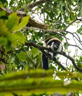 Territorial Northern black-and-white ruffed lemur, Nosy Mangabe - rotating, Madagascar We've been observing these peaceful, endangered lemurs on the island of Nosy Mangabe for 20 minutes or so. We had some photos, they were in a state of rest, so we were packing up to move on. Then, like the flip of a switch they go into absolute panic mode. Violent screams, trees shaking, truly aggressive behavior.

As it turns out, completely out of our sight they detected a rival group, and they were being very clear on where their territory begins. We were caught in the middle, lucky and fascinated. I'm sharing several shots just because it was an awe-inspiring moment for us.

This photo (compared with other shots in the series) shows that they express their calls in every direction, making sure it is not missed. If you look closely, in the bottom jaw you can see a special very wide tooth, which they use to carve markers of their territory boundaries on tree trunks.

Full series, in order:
http://www.jungledragon.com/image/33538/territorial_northern_black-and-white_ruffed_lemur_nosy_mangabe_-_resting_madagascar.html

http://www.jungledragon.com/image/33541/territorial_northern_black-and-white_ruffed_lemur_nosy_mangabe_-_intimidating_madagascar.html

http://www.jungledragon.com/image/33535/territorial_northern_black-and-white_ruffed_lemur_nosy_mangabe_madagascar.html

http://www.jungledragon.com/image/33539/territorial_northern_black-and-white_ruffed_lemur_nosy_mangabe_-_front_view_madagascar.html

http://www.jungledragon.com/image/33536/territorial_northern_black-and-white_ruffed_lemur_nosy_mangabe_-_side_view_madagascar.html

http://www.jungledragon.com/image/33535/territorial_northern_black-and-white_ruffed_lemur_nosy_mangabe_madagascar.html

http://www.jungledragon.com/image/33537/territorial_northern_black-and-white_ruffed_lemur_nosy_mangabe_-_rotating_madagascar.html

http://www.jungledragon.com/image/33540/territorial_northern_black-and-white_ruffed_lemur_nosy_mangabe_-_closeup_madagascar.html

http://www.jungledragon.com/image/33542/territorial_northern_black-and-white_ruffed_lemur_nosy_mangabe_-_aftermath_madagascar.html

http://www.jungledragon.com/image/33543/territorial_northern_black-and-white_ruffed_lemur_nosy_mangabe_-_aftermath_madagascar.html Africa,Geotagged,Madagascar,Madagascar North,Northern black-and-white ruffed lemur,Nosy Mangabe,Spring,Varecia variegata subcincta,World