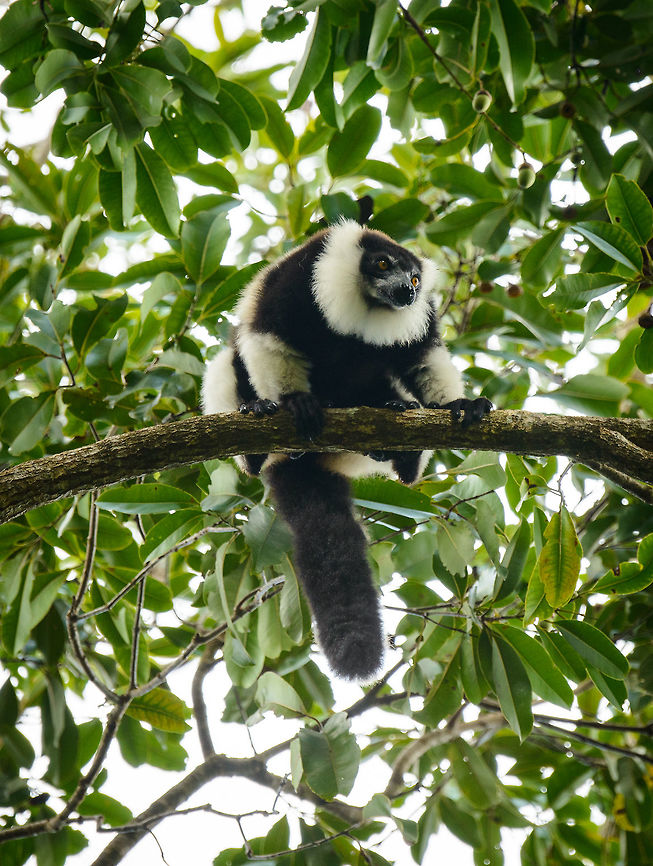 Territorial Northern black-and-white ruffed lemur, Nosy Mangabe - resting, Madagascar We've been observing these peaceful, endangered lemurs on the island of Nosy Mangabe for 20 minutes or so. We had some photos, they were in a state of rest, so we were packing up to move on. Then, like the flip of a switch they go into absolute panic mode. Violent screams, trees shaking, truly aggressive behavior.<br />
<br />
As it turns out, completely out of our sight they detected a rival group, and they were being very clear on where their territory begins. We were caught in the middle, lucky and fascinated. I'm sharing several shots just because it was an awe-inspiring moment for us.<br />
<br />
Full series, in order:<br />
<figure class="photo"><a href="https://www.jungledragon.com/image/33538/territorial_northern_black-and-white_ruffed_lemur_nosy_mangabe_-_resting_madagascar.html" title="Territorial Northern black-and-white ruffed lemur, Nosy Mangabe - resting, Madagascar"><img src="https://s3.amazonaws.com/media.jungledragon.com/images/2/33538_thumb.jpg?AWSAccessKeyId=05GMT0V3GWVNE7GGM1R2&Expires=1770854410&Signature=5jAohcEw4ah0okYoczOrz48sEp8%3D" width="116" height="152" alt="Territorial Northern black-and-white ruffed lemur, Nosy Mangabe - resting, Madagascar We've been observing these peaceful, endangered lemurs on the island of Nosy Mangabe for 20 minutes or so. We had some photos, they were in a state of rest, so we were packing up to move on. Then, like the flip of a switch they go into absolute panic mode. Violent screams, trees shaking, truly aggressive behavior.<br />
<br />
As it turns out, completely out of our sight they detected a rival group, and they were being very clear on where their territory begins. We were caught in the middle, lucky and fascinated. I'm sharing several shots just because it was an awe-inspiring moment for us.<br />
<br />
Full series, in order:<br />
http://www.jungledragon.com/image/33538/territorial_northern_black-and-white_ruffed_lemur_nosy_mangabe_-_resting_madagascar.html<br />
<br />
http://www.jungledragon.com/image/33541/territorial_northern_black-and-white_ruffed_lemur_nosy_mangabe_-_intimidating_madagascar.html<br />
<br />
http://www.jungledragon.com/image/33535/territorial_northern_black-and-white_ruffed_lemur_nosy_mangabe_madagascar.html<br />
<br />
http://www.jungledragon.com/image/33539/territorial_northern_black-and-white_ruffed_lemur_nosy_mangabe_-_front_view_madagascar.html<br />
<br />
http://www.jungledragon.com/image/33536/territorial_northern_black-and-white_ruffed_lemur_nosy_mangabe_-_side_view_madagascar.html<br />
<br />
http://www.jungledragon.com/image/33535/territorial_northern_black-and-white_ruffed_lemur_nosy_mangabe_madagascar.html<br />
<br />
http://www.jungledragon.com/image/33537/territorial_northern_black-and-white_ruffed_lemur_nosy_mangabe_-_rotating_madagascar.html<br />
<br />
http://www.jungledragon.com/image/33540/territorial_northern_black-and-white_ruffed_lemur_nosy_mangabe_-_closeup_madagascar.html<br />
<br />
http://www.jungledragon.com/image/33542/territorial_northern_black-and-white_ruffed_lemur_nosy_mangabe_-_aftermath_madagascar.html<br />
<br />
http://www.jungledragon.com/image/33543/territorial_northern_black-and-white_ruffed_lemur_nosy_mangabe_-_aftermath_madagascar.html Africa,Madagascar,Madagascar North,Northern black-and-white ruffed lemur,Nosy Mangabe,Varecia variegata subcincta,World" /></a></figure><br />
<br />
<figure class="photo"><a href="https://www.jungledragon.com/image/33541/territorial_northern_black-and-white_ruffed_lemur_nosy_mangabe_-_intimidating_madagascar.html" title="Territorial Northern black-and-white ruffed lemur, Nosy Mangabe - intimidating, Madagascar"><img src="https://s3.amazonaws.com/media.jungledragon.com/images/2/33541_thumb.jpg?AWSAccessKeyId=05GMT0V3GWVNE7GGM1R2&Expires=1770854410&Signature=3GK%2FTkWxeU6ISa%2B7%2BAv1jITA2Ow%3D" width="200" height="154" alt="Territorial Northern black-and-white ruffed lemur, Nosy Mangabe - intimidating, Madagascar We've been observing these peaceful, endangered lemurs on the island of Nosy Mangabe for 20 minutes or so. We had some photos, they were in a state of rest, so we were packing up to move on. Then, like the flip of a switch they go into absolute panic mode. Violent screams, trees shaking, truly aggressive behavior.<br />
<br />
As it turns out, completely out of our sight they detected a rival group, and they were being very clear on where their territory begins. We were caught in the middle, lucky and fascinated. I'm sharing several shots just because it was an awe-inspiring moment for us.<br />
<br />
This photo was taken a few seconds before they went totally mad.<br />
<br />
Full series, in order:<br />
http://www.jungledragon.com/image/33538/territorial_northern_black-and-white_ruffed_lemur_nosy_mangabe_-_resting_madagascar.html<br />
<br />
http://www.jungledragon.com/image/33541/territorial_northern_black-and-white_ruffed_lemur_nosy_mangabe_-_intimidating_madagascar.html<br />
<br />
http://www.jungledragon.com/image/33535/territorial_northern_black-and-white_ruffed_lemur_nosy_mangabe_madagascar.html<br />
<br />
http://www.jungledragon.com/image/33539/territorial_northern_black-and-white_ruffed_lemur_nosy_mangabe_-_front_view_madagascar.html<br />
<br />
http://www.jungledragon.com/image/33536/territorial_northern_black-and-white_ruffed_lemur_nosy_mangabe_-_side_view_madagascar.html<br />
<br />
http://www.jungledragon.com/image/33535/territorial_northern_black-and-white_ruffed_lemur_nosy_mangabe_madagascar.html<br />
<br />
http://www.jungledragon.com/image/33537/territorial_northern_black-and-white_ruffed_lemur_nosy_mangabe_-_rotating_madagascar.html<br />
<br />
http://www.jungledragon.com/image/33540/territorial_northern_black-and-white_ruffed_lemur_nosy_mangabe_-_closeup_madagascar.html<br />
<br />
http://www.jungledragon.com/image/33542/territorial_northern_black-and-white_ruffed_lemur_nosy_mangabe_-_aftermath_madagascar.html<br />
<br />
http://www.jungledragon.com/image/33543/territorial_northern_black-and-white_ruffed_lemur_nosy_mangabe_-_aftermath_madagascar.html Africa,Geotagged,Madagascar,Madagascar North,Northern black-and-white ruffed lemur,Nosy Mangabe,Spring,Varecia variegata subcincta,World" /></a></figure><br />
<br />
<figure class="photo"><a href="https://www.jungledragon.com/image/33535/territorial_northern_black-and-white_ruffed_lemur_nosy_mangabe_madagascar.html" title="Territorial Northern black-and-white ruffed lemur, Nosy Mangabe, Madagascar"><img src="https://s3.amazonaws.com/media.jungledragon.com/images/2/33535_thumb.jpg?AWSAccessKeyId=05GMT0V3GWVNE7GGM1R2&Expires=1770854410&Signature=oXbq04uLLmwAl03V5FoLg0s%2BMbQ%3D" width="200" height="134" alt="Territorial Northern black-and-white ruffed lemur, Nosy Mangabe, Madagascar We've been observing these peaceful, endangered lemurs on the island of Nosy Mangabe for 20 minutes or so. We had some photos, they were in a state of rest, so we were packing up to move on. Then, like the flip of a switch they go into absolute panic mode. Violent screams, trees shaking, truly aggressive behavior.<br />
<br />
As it turns out, completely out of our sight they detected a rival group, and they were being very clear on where their territory begins. We were caught in the middle, lucky and fascinated. I'm sharing several shots just because it was an awe-inspiring moment for us.<br />
<br />
Full series, in order:<br />
http://www.jungledragon.com/image/33538/territorial_northern_black-and-white_ruffed_lemur_nosy_mangabe_-_resting_madagascar.html<br />
<br />
http://www.jungledragon.com/image/33541/territorial_northern_black-and-white_ruffed_lemur_nosy_mangabe_-_intimidating_madagascar.html<br />
<br />
http://www.jungledragon.com/image/33535/territorial_northern_black-and-white_ruffed_lemur_nosy_mangabe_madagascar.html<br />
<br />
http://www.jungledragon.com/image/33539/territorial_northern_black-and-white_ruffed_lemur_nosy_mangabe_-_front_view_madagascar.html<br />
<br />
http://www.jungledragon.com/image/33536/territorial_northern_black-and-white_ruffed_lemur_nosy_mangabe_-_side_view_madagascar.html<br />
<br />
http://www.jungledragon.com/image/33535/territorial_northern_black-and-white_ruffed_lemur_nosy_mangabe_madagascar.html<br />
<br />
http://www.jungledragon.com/image/33537/territorial_northern_black-and-white_ruffed_lemur_nosy_mangabe_-_rotating_madagascar.html<br />
<br />
http://www.jungledragon.com/image/33540/territorial_northern_black-and-white_ruffed_lemur_nosy_mangabe_-_closeup_madagascar.html<br />
<br />
http://www.jungledragon.com/image/33542/territorial_northern_black-and-white_ruffed_lemur_nosy_mangabe_-_aftermath_madagascar.html<br />
<br />
http://www.jungledragon.com/image/33543/territorial_northern_black-and-white_ruffed_lemur_nosy_mangabe_-_aftermath_madagascar.html Africa,Madagascar,Madagascar North,Northern black-and-white ruffed lemur,Nosy Mangabe,Varecia variegata subcincta,World" /></a></figure><br />
<br />
<figure class="photo"><a href="https://www.jungledragon.com/image/33539/territorial_northern_black-and-white_ruffed_lemur_nosy_mangabe_-_front_view_madagascar.html" title="Territorial Northern black-and-white ruffed lemur, Nosy Mangabe - front view, Madagascar"><img src="https://s3.amazonaws.com/media.jungledragon.com/images/2/33539_thumb.jpg?AWSAccessKeyId=05GMT0V3GWVNE7GGM1R2&Expires=1770854410&Signature=2ZDF%2BqWzv5Jab6LyvftVbyQ%2B55E%3D" width="200" height="180" alt="Territorial Northern black-and-white ruffed lemur, Nosy Mangabe - front view, Madagascar We've been observing these peaceful, endangered lemurs on the island of Nosy Mangabe for 20 minutes or so. We had some photos, they were in a state of rest, so we were packing up to move on. Then, like the flip of a switch they go into absolute panic mode. Violent screams, trees shaking, truly aggressive behavior.<br />
<br />
As it turns out, completely out of our sight they detected a rival group, and they were being very clear on where their territory begins. We were caught in the middle, lucky and fascinated. I'm sharing several shots just because it was an awe-inspiring moment for us.<br />
<br />
On this photo you can see it firmly holding on to the tree branch with all limbs, in order to shake it as violently as possible. This is a game of display, not actual aggression.<br />
<br />
Full series, in order:<br />
http://www.jungledragon.com/image/33538/territorial_northern_black-and-white_ruffed_lemur_nosy_mangabe_-_resting_madagascar.html<br />
<br />
http://www.jungledragon.com/image/33541/territorial_northern_black-and-white_ruffed_lemur_nosy_mangabe_-_intimidating_madagascar.html<br />
<br />
http://www.jungledragon.com/image/33535/territorial_northern_black-and-white_ruffed_lemur_nosy_mangabe_madagascar.html<br />
<br />
http://www.jungledragon.com/image/33539/territorial_northern_black-and-white_ruffed_lemur_nosy_mangabe_-_front_view_madagascar.html<br />
<br />
http://www.jungledragon.com/image/33536/territorial_northern_black-and-white_ruffed_lemur_nosy_mangabe_-_side_view_madagascar.html<br />
<br />
http://www.jungledragon.com/image/33535/territorial_northern_black-and-white_ruffed_lemur_nosy_mangabe_madagascar.html<br />
<br />
http://www.jungledragon.com/image/33537/territorial_northern_black-and-white_ruffed_lemur_nosy_mangabe_-_rotating_madagascar.html<br />
<br />
http://www.jungledragon.com/image/33540/territorial_northern_black-and-white_ruffed_lemur_nosy_mangabe_-_closeup_madagascar.html<br />
<br />
http://www.jungledragon.com/image/33542/territorial_northern_black-and-white_ruffed_lemur_nosy_mangabe_-_aftermath_madagascar.html<br />
<br />
http://www.jungledragon.com/image/33543/territorial_northern_black-and-white_ruffed_lemur_nosy_mangabe_-_aftermath_madagascar.html Africa,Madagascar,Madagascar North,Northern black-and-white ruffed lemur,Nosy Mangabe,Varecia variegata subcincta,World" /></a></figure><br />
<br />
<figure class="photo"><a href="https://www.jungledragon.com/image/33536/territorial_northern_black-and-white_ruffed_lemur_nosy_mangabe_-_side_view_madagascar.html" title="Territorial Northern black-and-white ruffed lemur, Nosy Mangabe - side view, Madagascar"><img src="https://s3.amazonaws.com/media.jungledragon.com/images/2/33536_thumb.jpg?AWSAccessKeyId=05GMT0V3GWVNE7GGM1R2&Expires=1770854410&Signature=5a0963tgpFGoSTHNJC9%2B6GSkBsw%3D" width="200" height="134" alt="Territorial Northern black-and-white ruffed lemur, Nosy Mangabe - side view, Madagascar We've been observing these peaceful, endangered lemurs on the island of Nosy Mangabe for 20 minutes or so. We had some photos, they were in a state of rest, so we were packing up to move on. Then, like the flip of a switch they go into absolute panic mode. Violent screams, trees shaking, truly aggressive behavior.<br />
<br />
As it turns out, completely out of our sight they detected a rival group, and they were being very clear on where their territory begins. We were caught in the middle, lucky and fascinated. I'm sharing several shots just because it was an awe-inspiring moment for us.<br />
<br />
This photo shows a side view of one whilst screaming, revealing the enormous jaws.<br />
<br />
Full series, in order:<br />
http://www.jungledragon.com/image/33538/territorial_northern_black-and-white_ruffed_lemur_nosy_mangabe_-_resting_madagascar.html<br />
<br />
http://www.jungledragon.com/image/33541/territorial_northern_black-and-white_ruffed_lemur_nosy_mangabe_-_intimidating_madagascar.html<br />
<br />
http://www.jungledragon.com/image/33535/territorial_northern_black-and-white_ruffed_lemur_nosy_mangabe_madagascar.html<br />
<br />
http://www.jungledragon.com/image/33539/territorial_northern_black-and-white_ruffed_lemur_nosy_mangabe_-_front_view_madagascar.html<br />
<br />
http://www.jungledragon.com/image/33536/territorial_northern_black-and-white_ruffed_lemur_nosy_mangabe_-_side_view_madagascar.html<br />
<br />
http://www.jungledragon.com/image/33535/territorial_northern_black-and-white_ruffed_lemur_nosy_mangabe_madagascar.html<br />
<br />
http://www.jungledragon.com/image/33537/territorial_northern_black-and-white_ruffed_lemur_nosy_mangabe_-_rotating_madagascar.html<br />
<br />
http://www.jungledragon.com/image/33540/territorial_northern_black-and-white_ruffed_lemur_nosy_mangabe_-_closeup_madagascar.html<br />
<br />
http://www.jungledragon.com/image/33542/territorial_northern_black-and-white_ruffed_lemur_nosy_mangabe_-_aftermath_madagascar.html<br />
<br />
http://www.jungledragon.com/image/33543/territorial_northern_black-and-white_ruffed_lemur_nosy_mangabe_-_aftermath_madagascar.html Africa,Madagascar,Madagascar North,Northern black-and-white ruffed lemur,Nosy Mangabe,Varecia variegata subcincta,World" /></a></figure><br />
<br />
<figure class="photo"><a href="https://www.jungledragon.com/image/33535/territorial_northern_black-and-white_ruffed_lemur_nosy_mangabe_madagascar.html" title="Territorial Northern black-and-white ruffed lemur, Nosy Mangabe, Madagascar"><img src="https://s3.amazonaws.com/media.jungledragon.com/images/2/33535_thumb.jpg?AWSAccessKeyId=05GMT0V3GWVNE7GGM1R2&Expires=1770854410&Signature=oXbq04uLLmwAl03V5FoLg0s%2BMbQ%3D" width="200" height="134" alt="Territorial Northern black-and-white ruffed lemur, Nosy Mangabe, Madagascar We've been observing these peaceful, endangered lemurs on the island of Nosy Mangabe for 20 minutes or so. We had some photos, they were in a state of rest, so we were packing up to move on. Then, like the flip of a switch they go into absolute panic mode. Violent screams, trees shaking, truly aggressive behavior.<br />
<br />
As it turns out, completely out of our sight they detected a rival group, and they were being very clear on where their territory begins. We were caught in the middle, lucky and fascinated. I'm sharing several shots just because it was an awe-inspiring moment for us.<br />
<br />
Full series, in order:<br />
http://www.jungledragon.com/image/33538/territorial_northern_black-and-white_ruffed_lemur_nosy_mangabe_-_resting_madagascar.html<br />
<br />
http://www.jungledragon.com/image/33541/territorial_northern_black-and-white_ruffed_lemur_nosy_mangabe_-_intimidating_madagascar.html<br />
<br />
http://www.jungledragon.com/image/33535/territorial_northern_black-and-white_ruffed_lemur_nosy_mangabe_madagascar.html<br />
<br />
http://www.jungledragon.com/image/33539/territorial_northern_black-and-white_ruffed_lemur_nosy_mangabe_-_front_view_madagascar.html<br />
<br />
http://www.jungledragon.com/image/33536/territorial_northern_black-and-white_ruffed_lemur_nosy_mangabe_-_side_view_madagascar.html<br />
<br />
http://www.jungledragon.com/image/33535/territorial_northern_black-and-white_ruffed_lemur_nosy_mangabe_madagascar.html<br />
<br />
http://www.jungledragon.com/image/33537/territorial_northern_black-and-white_ruffed_lemur_nosy_mangabe_-_rotating_madagascar.html<br />
<br />
http://www.jungledragon.com/image/33540/territorial_northern_black-and-white_ruffed_lemur_nosy_mangabe_-_closeup_madagascar.html<br />
<br />
http://www.jungledragon.com/image/33542/territorial_northern_black-and-white_ruffed_lemur_nosy_mangabe_-_aftermath_madagascar.html<br />
<br />
http://www.jungledragon.com/image/33543/territorial_northern_black-and-white_ruffed_lemur_nosy_mangabe_-_aftermath_madagascar.html Africa,Madagascar,Madagascar North,Northern black-and-white ruffed lemur,Nosy Mangabe,Varecia variegata subcincta,World" /></a></figure><br />
<br />
<figure class="photo"><a href="https://www.jungledragon.com/image/33537/territorial_northern_black-and-white_ruffed_lemur_nosy_mangabe_-_rotating_madagascar.html" title="Territorial Northern black-and-white ruffed lemur, Nosy Mangabe - rotating, Madagascar"><img src="https://s3.amazonaws.com/media.jungledragon.com/images/2/33537_thumb.jpg?AWSAccessKeyId=05GMT0V3GWVNE7GGM1R2&Expires=1770854410&Signature=OpE3DbPMot%2BtEoj9bbYFqPyHJkE%3D" width="130" height="152" alt="Territorial Northern black-and-white ruffed lemur, Nosy Mangabe - rotating, Madagascar We've been observing these peaceful, endangered lemurs on the island of Nosy Mangabe for 20 minutes or so. We had some photos, they were in a state of rest, so we were packing up to move on. Then, like the flip of a switch they go into absolute panic mode. Violent screams, trees shaking, truly aggressive behavior.<br />
<br />
As it turns out, completely out of our sight they detected a rival group, and they were being very clear on where their territory begins. We were caught in the middle, lucky and fascinated. I'm sharing several shots just because it was an awe-inspiring moment for us.<br />
<br />
This photo (compared with other shots in the series) shows that they express their calls in every direction, making sure it is not missed. If you look closely, in the bottom jaw you can see a special very wide tooth, which they use to carve markers of their territory boundaries on tree trunks.<br />
<br />
Full series, in order:<br />
http://www.jungledragon.com/image/33538/territorial_northern_black-and-white_ruffed_lemur_nosy_mangabe_-_resting_madagascar.html<br />
<br />
http://www.jungledragon.com/image/33541/territorial_northern_black-and-white_ruffed_lemur_nosy_mangabe_-_intimidating_madagascar.html<br />
<br />
http://www.jungledragon.com/image/33535/territorial_northern_black-and-white_ruffed_lemur_nosy_mangabe_madagascar.html<br />
<br />
http://www.jungledragon.com/image/33539/territorial_northern_black-and-white_ruffed_lemur_nosy_mangabe_-_front_view_madagascar.html<br />
<br />
http://www.jungledragon.com/image/33536/territorial_northern_black-and-white_ruffed_lemur_nosy_mangabe_-_side_view_madagascar.html<br />
<br />
http://www.jungledragon.com/image/33535/territorial_northern_black-and-white_ruffed_lemur_nosy_mangabe_madagascar.html<br />
<br />
http://www.jungledragon.com/image/33537/territorial_northern_black-and-white_ruffed_lemur_nosy_mangabe_-_rotating_madagascar.html<br />
<br />
http://www.jungledragon.com/image/33540/territorial_northern_black-and-white_ruffed_lemur_nosy_mangabe_-_closeup_madagascar.html<br />
<br />
http://www.jungledragon.com/image/33542/territorial_northern_black-and-white_ruffed_lemur_nosy_mangabe_-_aftermath_madagascar.html<br />
<br />
http://www.jungledragon.com/image/33543/territorial_northern_black-and-white_ruffed_lemur_nosy_mangabe_-_aftermath_madagascar.html Africa,Geotagged,Madagascar,Madagascar North,Northern black-and-white ruffed lemur,Nosy Mangabe,Spring,Varecia variegata subcincta,World" /></a></figure><br />
<br />
<figure class="photo"><a href="https://www.jungledragon.com/image/33540/territorial_northern_black-and-white_ruffed_lemur_nosy_mangabe_-_closeup_madagascar.html" title="Territorial Northern black-and-white ruffed lemur, Nosy Mangabe - closeup, Madagascar"><img src="https://s3.amazonaws.com/media.jungledragon.com/images/2/33540_thumb.jpg?AWSAccessKeyId=05GMT0V3GWVNE7GGM1R2&Expires=1770854410&Signature=e5upSouImBJ53hZzEsCBItwYIF4%3D" width="200" height="134" alt="Territorial Northern black-and-white ruffed lemur, Nosy Mangabe - closeup, Madagascar We've been observing these peaceful, endangered lemurs on the island of Nosy Mangabe for 20 minutes or so. We had some photos, they were in a state of rest, so we were packing up to move on. Then, like the flip of a switch they go into absolute panic mode. Violent screams, trees shaking, truly aggressive behavior.<br />
<br />
As it turns out, completely out of our sight they detected a rival group, and they were being very clear on where their territory begins. We were caught in the middle, lucky and fascinated. I'm sharing several shots just because it was an awe-inspiring moment for us.<br />
<br />
This photo is heavily cropped just to show a true closeup. It makes visible the special tooth in the lower jaw, used to mark their territory. <br />
<br />
Full series, in order:<br />
http://www.jungledragon.com/image/33538/territorial_northern_black-and-white_ruffed_lemur_nosy_mangabe_-_resting_madagascar.html<br />
<br />
http://www.jungledragon.com/image/33541/territorial_northern_black-and-white_ruffed_lemur_nosy_mangabe_-_intimidating_madagascar.html<br />
<br />
http://www.jungledragon.com/image/33535/territorial_northern_black-and-white_ruffed_lemur_nosy_mangabe_madagascar.html<br />
<br />
http://www.jungledragon.com/image/33539/territorial_northern_black-and-white_ruffed_lemur_nosy_mangabe_-_front_view_madagascar.html<br />
<br />
http://www.jungledragon.com/image/33536/territorial_northern_black-and-white_ruffed_lemur_nosy_mangabe_-_side_view_madagascar.html<br />
<br />
http://www.jungledragon.com/image/33535/territorial_northern_black-and-white_ruffed_lemur_nosy_mangabe_madagascar.html<br />
<br />
http://www.jungledragon.com/image/33537/territorial_northern_black-and-white_ruffed_lemur_nosy_mangabe_-_rotating_madagascar.html<br />
<br />
http://www.jungledragon.com/image/33540/territorial_northern_black-and-white_ruffed_lemur_nosy_mangabe_-_closeup_madagascar.html<br />
<br />
http://www.jungledragon.com/image/33542/territorial_northern_black-and-white_ruffed_lemur_nosy_mangabe_-_aftermath_madagascar.html<br />
<br />
http://www.jungledragon.com/image/33543/territorial_northern_black-and-white_ruffed_lemur_nosy_mangabe_-_aftermath_madagascar.html Africa,Geotagged,Madagascar,Madagascar North,Northern black-and-white ruffed lemur,Nosy Mangabe,Spring,Varecia variegata subcincta,World" /></a></figure><br />
<br />
<figure class="photo"><a href="https://www.jungledragon.com/image/33542/territorial_northern_black-and-white_ruffed_lemur_nosy_mangabe_-_aftermath_madagascar.html" title="Territorial Northern black-and-white ruffed lemur, Nosy Mangabe - aftermath, Madagascar"><img src="https://s3.amazonaws.com/media.jungledragon.com/images/2/33542_thumb.jpg?AWSAccessKeyId=05GMT0V3GWVNE7GGM1R2&Expires=1770854410&Signature=sfqFEYB2Hv0BfqimKKYsausOIPs%3D" width="200" height="178" alt="Territorial Northern black-and-white ruffed lemur, Nosy Mangabe - aftermath, Madagascar We've been observing these peaceful, endangered lemurs on the island of Nosy Mangabe for 20 minutes or so. We had some photos, they were in a state of rest, so we were packing up to move on. Then, like the flip of a switch they go into absolute panic mode. Violent screams, trees shaking, truly aggressive behavior.<br />
<br />
As it turns out, completely out of our sight they detected a rival group, and they were being very clear on where their territory begins. We were caught in the middle, lucky and fascinated. I'm sharing several shots just because it was an awe-inspiring moment for us.<br />
<br />
This photo shows the aftermath after two sessions of screaming. Out of the blue they were satisfied, and started grooming each other.<br />
<br />
Full series, in order:<br />
http://www.jungledragon.com/image/33538/territorial_northern_black-and-white_ruffed_lemur_nosy_mangabe_-_resting_madagascar.html<br />
<br />
http://www.jungledragon.com/image/33541/territorial_northern_black-and-white_ruffed_lemur_nosy_mangabe_-_intimidating_madagascar.html<br />
<br />
http://www.jungledragon.com/image/33535/territorial_northern_black-and-white_ruffed_lemur_nosy_mangabe_madagascar.html<br />
<br />
http://www.jungledragon.com/image/33539/territorial_northern_black-and-white_ruffed_lemur_nosy_mangabe_-_front_view_madagascar.html<br />
<br />
http://www.jungledragon.com/image/33536/territorial_northern_black-and-white_ruffed_lemur_nosy_mangabe_-_side_view_madagascar.html<br />
<br />
http://www.jungledragon.com/image/33535/territorial_northern_black-and-white_ruffed_lemur_nosy_mangabe_madagascar.html<br />
<br />
http://www.jungledragon.com/image/33537/territorial_northern_black-and-white_ruffed_lemur_nosy_mangabe_-_rotating_madagascar.html<br />
<br />
http://www.jungledragon.com/image/33540/territorial_northern_black-and-white_ruffed_lemur_nosy_mangabe_-_closeup_madagascar.html<br />
<br />
http://www.jungledragon.com/image/33542/territorial_northern_black-and-white_ruffed_lemur_nosy_mangabe_-_aftermath_madagascar.html<br />
<br />
http://www.jungledragon.com/image/33543/territorial_northern_black-and-white_ruffed_lemur_nosy_mangabe_-_aftermath_madagascar.html Africa,Geotagged,Madagascar,Madagascar North,Northern black-and-white ruffed lemur,Nosy Mangabe,Spring,Varecia variegata subcincta,World" /></a></figure><br />
<br />
<figure class="photo"><a href="https://www.jungledragon.com/image/33543/territorial_northern_black-and-white_ruffed_lemur_nosy_mangabe_-_aftermath_madagascar.html" title="Territorial Northern black-and-white ruffed lemur, Nosy Mangabe - aftermath, Madagascar"><img src="https://s3.amazonaws.com/media.jungledragon.com/images/2/33543_thumb.jpg?AWSAccessKeyId=05GMT0V3GWVNE7GGM1R2&Expires=1770854410&Signature=LhwEWva3EPRKWF8k1%2BguBBwb%2BDo%3D" width="200" height="164" alt="Territorial Northern black-and-white ruffed lemur, Nosy Mangabe - aftermath, Madagascar We've been observing these peaceful, endangered lemurs on the island of Nosy Mangabe for 20 minutes or so. We had some photos, they were in a state of rest, so we were packing up to move on. Then, like the flip of a switch they go into absolute panic mode. Violent screams, trees shaking, truly aggressive behavior.<br />
<br />
As it turns out, completely out of our sight they detected a rival group, and they were being very clear on where their territory begins. We were caught in the middle, lucky and fascinated. I'm sharing several shots just because it was an awe-inspiring moment for us.<br />
<br />
This photo shows the aftermath after two sessions of screaming. Out of the blue they were satisfied, and started grooming each other. <br />
<br />
Full series, in order:<br />
http://www.jungledragon.com/image/33538/territorial_northern_black-and-white_ruffed_lemur_nosy_mangabe_-_resting_madagascar.html<br />
<br />
http://www.jungledragon.com/image/33541/territorial_northern_black-and-white_ruffed_lemur_nosy_mangabe_-_intimidating_madagascar.html<br />
<br />
http://www.jungledragon.com/image/33535/territorial_northern_black-and-white_ruffed_lemur_nosy_mangabe_madagascar.html<br />
<br />
http://www.jungledragon.com/image/33539/territorial_northern_black-and-white_ruffed_lemur_nosy_mangabe_-_front_view_madagascar.html<br />
<br />
http://www.jungledragon.com/image/33536/territorial_northern_black-and-white_ruffed_lemur_nosy_mangabe_-_side_view_madagascar.html<br />
<br />
http://www.jungledragon.com/image/33535/territorial_northern_black-and-white_ruffed_lemur_nosy_mangabe_madagascar.html<br />
<br />
http://www.jungledragon.com/image/33537/territorial_northern_black-and-white_ruffed_lemur_nosy_mangabe_-_rotating_madagascar.html<br />
<br />
http://www.jungledragon.com/image/33540/territorial_northern_black-and-white_ruffed_lemur_nosy_mangabe_-_closeup_madagascar.html<br />
<br />
http://www.jungledragon.com/image/33542/territorial_northern_black-and-white_ruffed_lemur_nosy_mangabe_-_aftermath_madagascar.html<br />
<br />
http://www.jungledragon.com/image/33543/territorial_northern_black-and-white_ruffed_lemur_nosy_mangabe_-_aftermath_madagascar.html Africa,Geotagged,Madagascar,Madagascar North,Northern black-and-white ruffed lemur,Nosy Mangabe,Spring,Varecia variegata subcincta,World" /></a></figure> Africa,Madagascar,Madagascar North,Northern black-and-white ruffed lemur,Nosy Mangabe,Varecia variegata subcincta,World