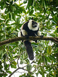 Territorial Northern black-and-white ruffed lemur, Nosy Mangabe - resting, Madagascar We've been observing these peaceful, endangered lemurs on the island of Nosy Mangabe for 20 minutes or so. We had some photos, they were in a state of rest, so we were packing up to move on. Then, like the flip of a switch they go into absolute panic mode. Violent screams, trees shaking, truly aggressive behavior.<br />
<br />
As it turns out, completely out of our sight they detected a rival group, and they were being very clear on where their territory begins. We were caught in the middle, lucky and fascinated. I'm sharing several shots just because it was an awe-inspiring moment for us.<br />
<br />
Full series, in order:<br />
http://www.jungledragon.com/image/33538/territorial_northern_black-and-white_ruffed_lemur_nosy_mangabe_-_resting_madagascar.html<br />
<br />
http://www.jungledragon.com/image/33541/territorial_northern_black-and-white_ruffed_lemur_nosy_mangabe_-_intimidating_madagascar.html<br />
<br />
http://www.jungledragon.com/image/33535/territorial_northern_black-and-white_ruffed_lemur_nosy_mangabe_madagascar.html<br />
<br />
http://www.jungledragon.com/image/33539/territorial_northern_black-and-white_ruffed_lemur_nosy_mangabe_-_front_view_madagascar.html<br />
<br />
http://www.jungledragon.com/image/33536/territorial_northern_black-and-white_ruffed_lemur_nosy_mangabe_-_side_view_madagascar.html<br />
<br />
http://www.jungledragon.com/image/33535/territorial_northern_black-and-white_ruffed_lemur_nosy_mangabe_madagascar.html<br />
<br />
http://www.jungledragon.com/image/33537/territorial_northern_black-and-white_ruffed_lemur_nosy_mangabe_-_rotating_madagascar.html<br />
<br />
http://www.jungledragon.com/image/33540/territorial_northern_black-and-white_ruffed_lemur_nosy_mangabe_-_closeup_madagascar.html<br />
<br />
http://www.jungledragon.com/image/33542/territorial_northern_black-and-white_ruffed_lemur_nosy_mangabe_-_aftermath_madagascar.html<br />
<br />
http://www.jungledragon.com/image/33543/territorial_northern_black-and-white_ruffed_lemur_nosy_mangabe_-_aftermath_madagascar.html Africa,Madagascar,Madagascar North,Northern black-and-white ruffed lemur,Nosy Mangabe,Varecia variegata subcincta,World