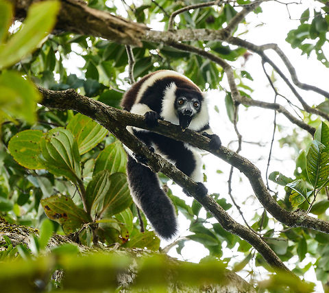Territorial Northern black-and-white ruffed lemur, Nosy Mangabe - front view, Madagascar We've been observing these peaceful, endangered lemurs on the island of Nosy Mangabe for 20 minutes or so. We had some photos, they were in a state of rest, so we were packing up to move on. Then, like the flip of a switch they go into absolute panic mode. Violent screams, trees shaking, truly aggressive behavior.

As it turns out, completely out of our sight they detected a rival group, and they were being very clear on where their territory begins. We were caught in the middle, lucky and fascinated. I'm sharing several shots just because it was an awe-inspiring moment for us.

On this photo you can see it firmly holding on to the tree branch with all limbs, in order to shake it as violently as possible. This is a game of display, not actual aggression.

Full series, in order:
http://www.jungledragon.com/image/33538/territorial_northern_black-and-white_ruffed_lemur_nosy_mangabe_-_resting_madagascar.html

http://www.jungledragon.com/image/33541/territorial_northern_black-and-white_ruffed_lemur_nosy_mangabe_-_intimidating_madagascar.html

http://www.jungledragon.com/image/33535/territorial_northern_black-and-white_ruffed_lemur_nosy_mangabe_madagascar.html

http://www.jungledragon.com/image/33539/territorial_northern_black-and-white_ruffed_lemur_nosy_mangabe_-_front_view_madagascar.html

http://www.jungledragon.com/image/33536/territorial_northern_black-and-white_ruffed_lemur_nosy_mangabe_-_side_view_madagascar.html

http://www.jungledragon.com/image/33535/territorial_northern_black-and-white_ruffed_lemur_nosy_mangabe_madagascar.html

http://www.jungledragon.com/image/33537/territorial_northern_black-and-white_ruffed_lemur_nosy_mangabe_-_rotating_madagascar.html

http://www.jungledragon.com/image/33540/territorial_northern_black-and-white_ruffed_lemur_nosy_mangabe_-_closeup_madagascar.html

http://www.jungledragon.com/image/33542/territorial_northern_black-and-white_ruffed_lemur_nosy_mangabe_-_aftermath_madagascar.html

http://www.jungledragon.com/image/33543/territorial_northern_black-and-white_ruffed_lemur_nosy_mangabe_-_aftermath_madagascar.html Africa,Madagascar,Madagascar North,Northern black-and-white ruffed lemur,Nosy Mangabe,Varecia variegata subcincta,World