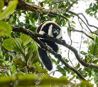 Territorial Northern black-and-white ruffed lemur, Nosy Mangabe - front view, Madagascar We've been observing these peaceful, endangered lemurs on the island of Nosy Mangabe for 20 minutes or so. We had some photos, they were in a state of rest, so we were packing up to move on. Then, like the flip of a switch they go into absolute panic mode. Violent screams, trees shaking, truly aggressive behavior.<br />
<br />
As it turns out, completely out of our sight they detected a rival group, and they were being very clear on where their territory begins. We were caught in the middle, lucky and fascinated. I'm sharing several shots just because it was an awe-inspiring moment for us.<br />
<br />
On this photo you can see it firmly holding on to the tree branch with all limbs, in order to shake it as violently as possible. This is a game of display, not actual aggression.<br />
<br />
Full series, in order:<br />
http://www.jungledragon.com/image/33538/territorial_northern_black-and-white_ruffed_lemur_nosy_mangabe_-_resting_madagascar.html<br />
<br />
http://www.jungledragon.com/image/33541/territorial_northern_black-and-white_ruffed_lemur_nosy_mangabe_-_intimidating_madagascar.html<br />
<br />
http://www.jungledragon.com/image/33535/territorial_northern_black-and-white_ruffed_lemur_nosy_mangabe_madagascar.html<br />
<br />
http://www.jungledragon.com/image/33539/territorial_northern_black-and-white_ruffed_lemur_nosy_mangabe_-_front_view_madagascar.html<br />
<br />
http://www.jungledragon.com/image/33536/territorial_northern_black-and-white_ruffed_lemur_nosy_mangabe_-_side_view_madagascar.html<br />
<br />
http://www.jungledragon.com/image/33535/territorial_northern_black-and-white_ruffed_lemur_nosy_mangabe_madagascar.html<br />
<br />
http://www.jungledragon.com/image/33537/territorial_northern_black-and-white_ruffed_lemur_nosy_mangabe_-_rotating_madagascar.html<br />
<br />
http://www.jungledragon.com/image/33540/territorial_northern_black-and-white_ruffed_lemur_nosy_mangabe_-_closeup_madagascar.html<br />
<br />
http://www.jungledragon.com/image/33542/territorial_northern_black-and-white_ruffed_lemur_nosy_mangabe_-_aftermath_madagascar.html<br />
<br />
http://www.jungledragon.com/image/33543/territorial_northern_black-and-white_ruffed_lemur_nosy_mangabe_-_aftermath_madagascar.html Africa,Madagascar,Madagascar North,Northern black-and-white ruffed lemur,Nosy Mangabe,Varecia variegata subcincta,World