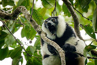 Territorial Northern black-and-white ruffed lemur, Nosy Mangabe - closeup, Madagascar We've been observing these peaceful, endangered lemurs on the island of Nosy Mangabe for 20 minutes or so. We had some photos, they were in a state of rest, so we were packing up to move on. Then, like the flip of a switch they go into absolute panic mode. Violent screams, trees shaking, truly aggressive behavior.<br />
<br />
As it turns out, completely out of our sight they detected a rival group, and they were being very clear on where their territory begins. We were caught in the middle, lucky and fascinated. I'm sharing several shots just because it was an awe-inspiring moment for us.<br />
<br />
This photo is heavily cropped just to show a true closeup. It makes visible the special tooth in the lower jaw, used to mark their territory. <br />
<br />
Full series, in order:<br />
http://www.jungledragon.com/image/33538/territorial_northern_black-and-white_ruffed_lemur_nosy_mangabe_-_resting_madagascar.html<br />
<br />
http://www.jungledragon.com/image/33541/territorial_northern_black-and-white_ruffed_lemur_nosy_mangabe_-_intimidating_madagascar.html<br />
<br />
http://www.jungledragon.com/image/33535/territorial_northern_black-and-white_ruffed_lemur_nosy_mangabe_madagascar.html<br />
<br />
http://www.jungledragon.com/image/33539/territorial_northern_black-and-white_ruffed_lemur_nosy_mangabe_-_front_view_madagascar.html<br />
<br />
http://www.jungledragon.com/image/33536/territorial_northern_black-and-white_ruffed_lemur_nosy_mangabe_-_side_view_madagascar.html<br />
<br />
http://www.jungledragon.com/image/33535/territorial_northern_black-and-white_ruffed_lemur_nosy_mangabe_madagascar.html<br />
<br />
http://www.jungledragon.com/image/33537/territorial_northern_black-and-white_ruffed_lemur_nosy_mangabe_-_rotating_madagascar.html<br />
<br />
http://www.jungledragon.com/image/33540/territorial_northern_black-and-white_ruffed_lemur_nosy_mangabe_-_closeup_madagascar.html<br />
<br />
http://www.jungledragon.com/image/33542/territorial_northern_black-and-white_ruffed_lemur_nosy_mangabe_-_aftermath_madagascar.html<br />
<br />
http://www.jungledragon.com/image/33543/territorial_northern_black-and-white_ruffed_lemur_nosy_mangabe_-_aftermath_madagascar.html Africa,Geotagged,Madagascar,Madagascar North,Northern black-and-white ruffed lemur,Nosy Mangabe,Spring,Varecia variegata subcincta,World