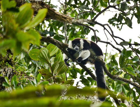 Territorial Northern black-and-white ruffed lemur, Nosy Mangabe - intimidating, Madagascar We've been observing these peaceful, endangered lemurs on the island of Nosy Mangabe for 20 minutes or so. We had some photos, they were in a state of rest, so we were packing up to move on. Then, like the flip of a switch they go into absolute panic mode. Violent screams, trees shaking, truly aggressive behavior.

As it turns out, completely out of our sight they detected a rival group, and they were being very clear on where their territory begins. We were caught in the middle, lucky and fascinated. I'm sharing several shots just because it was an awe-inspiring moment for us.

This photo was taken a few seconds before they went totally mad.

Full series, in order:
http://www.jungledragon.com/image/33538/territorial_northern_black-and-white_ruffed_lemur_nosy_mangabe_-_resting_madagascar.html

http://www.jungledragon.com/image/33541/territorial_northern_black-and-white_ruffed_lemur_nosy_mangabe_-_intimidating_madagascar.html

http://www.jungledragon.com/image/33535/territorial_northern_black-and-white_ruffed_lemur_nosy_mangabe_madagascar.html

http://www.jungledragon.com/image/33539/territorial_northern_black-and-white_ruffed_lemur_nosy_mangabe_-_front_view_madagascar.html

http://www.jungledragon.com/image/33536/territorial_northern_black-and-white_ruffed_lemur_nosy_mangabe_-_side_view_madagascar.html

http://www.jungledragon.com/image/33535/territorial_northern_black-and-white_ruffed_lemur_nosy_mangabe_madagascar.html

http://www.jungledragon.com/image/33537/territorial_northern_black-and-white_ruffed_lemur_nosy_mangabe_-_rotating_madagascar.html

http://www.jungledragon.com/image/33540/territorial_northern_black-and-white_ruffed_lemur_nosy_mangabe_-_closeup_madagascar.html

http://www.jungledragon.com/image/33542/territorial_northern_black-and-white_ruffed_lemur_nosy_mangabe_-_aftermath_madagascar.html

http://www.jungledragon.com/image/33543/territorial_northern_black-and-white_ruffed_lemur_nosy_mangabe_-_aftermath_madagascar.html Africa,Geotagged,Madagascar,Madagascar North,Northern black-and-white ruffed lemur,Nosy Mangabe,Spring,Varecia variegata subcincta,World