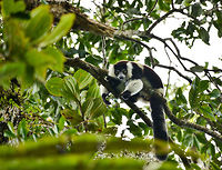 Territorial Northern black-and-white ruffed lemur, Nosy Mangabe - intimidating, Madagascar We've been observing these peaceful, endangered lemurs on the island of Nosy Mangabe for 20 minutes or so. We had some photos, they were in a state of rest, so we were packing up to move on. Then, like the flip of a switch they go into absolute panic mode. Violent screams, trees shaking, truly aggressive behavior.<br />
<br />
As it turns out, completely out of our sight they detected a rival group, and they were being very clear on where their territory begins. We were caught in the middle, lucky and fascinated. I'm sharing several shots just because it was an awe-inspiring moment for us.<br />
<br />
This photo was taken a few seconds before they went totally mad.<br />
<br />
Full series, in order:<br />
http://www.jungledragon.com/image/33538/territorial_northern_black-and-white_ruffed_lemur_nosy_mangabe_-_resting_madagascar.html<br />
<br />
http://www.jungledragon.com/image/33541/territorial_northern_black-and-white_ruffed_lemur_nosy_mangabe_-_intimidating_madagascar.html<br />
<br />
http://www.jungledragon.com/image/33535/territorial_northern_black-and-white_ruffed_lemur_nosy_mangabe_madagascar.html<br />
<br />
http://www.jungledragon.com/image/33539/territorial_northern_black-and-white_ruffed_lemur_nosy_mangabe_-_front_view_madagascar.html<br />
<br />
http://www.jungledragon.com/image/33536/territorial_northern_black-and-white_ruffed_lemur_nosy_mangabe_-_side_view_madagascar.html<br />
<br />
http://www.jungledragon.com/image/33535/territorial_northern_black-and-white_ruffed_lemur_nosy_mangabe_madagascar.html<br />
<br />
http://www.jungledragon.com/image/33537/territorial_northern_black-and-white_ruffed_lemur_nosy_mangabe_-_rotating_madagascar.html<br />
<br />
http://www.jungledragon.com/image/33540/territorial_northern_black-and-white_ruffed_lemur_nosy_mangabe_-_closeup_madagascar.html<br />
<br />
http://www.jungledragon.com/image/33542/territorial_northern_black-and-white_ruffed_lemur_nosy_mangabe_-_aftermath_madagascar.html<br />
<br />
http://www.jungledragon.com/image/33543/territorial_northern_black-and-white_ruffed_lemur_nosy_mangabe_-_aftermath_madagascar.html Africa,Geotagged,Madagascar,Madagascar North,Northern black-and-white ruffed lemur,Nosy Mangabe,Spring,Varecia variegata subcincta,World