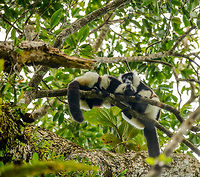 Territorial Northern black-and-white ruffed lemur, Nosy Mangabe - aftermath, Madagascar We've been observing these peaceful, endangered lemurs on the island of Nosy Mangabe for 20 minutes or so. We had some photos, they were in a state of rest, so we were packing up to move on. Then, like the flip of a switch they go into absolute panic mode. Violent screams, trees shaking, truly aggressive behavior.<br />
<br />
As it turns out, completely out of our sight they detected a rival group, and they were being very clear on where their territory begins. We were caught in the middle, lucky and fascinated. I'm sharing several shots just because it was an awe-inspiring moment for us.<br />
<br />
This photo shows the aftermath after two sessions of screaming. Out of the blue they were satisfied, and started grooming each other.<br />
<br />
Full series, in order:<br />
http://www.jungledragon.com/image/33538/territorial_northern_black-and-white_ruffed_lemur_nosy_mangabe_-_resting_madagascar.html<br />
<br />
http://www.jungledragon.com/image/33541/territorial_northern_black-and-white_ruffed_lemur_nosy_mangabe_-_intimidating_madagascar.html<br />
<br />
http://www.jungledragon.com/image/33535/territorial_northern_black-and-white_ruffed_lemur_nosy_mangabe_madagascar.html<br />
<br />
http://www.jungledragon.com/image/33539/territorial_northern_black-and-white_ruffed_lemur_nosy_mangabe_-_front_view_madagascar.html<br />
<br />
http://www.jungledragon.com/image/33536/territorial_northern_black-and-white_ruffed_lemur_nosy_mangabe_-_side_view_madagascar.html<br />
<br />
http://www.jungledragon.com/image/33535/territorial_northern_black-and-white_ruffed_lemur_nosy_mangabe_madagascar.html<br />
<br />
http://www.jungledragon.com/image/33537/territorial_northern_black-and-white_ruffed_lemur_nosy_mangabe_-_rotating_madagascar.html<br />
<br />
http://www.jungledragon.com/image/33540/territorial_northern_black-and-white_ruffed_lemur_nosy_mangabe_-_closeup_madagascar.html<br />
<br />
http://www.jungledragon.com/image/33542/territorial_northern_black-and-white_ruffed_lemur_nosy_mangabe_-_aftermath_madagascar.html<br />
<br />
http://www.jungledragon.com/image/33543/territorial_northern_black-and-white_ruffed_lemur_nosy_mangabe_-_aftermath_madagascar.html Africa,Geotagged,Madagascar,Madagascar North,Northern black-and-white ruffed lemur,Nosy Mangabe,Spring,Varecia variegata subcincta,World