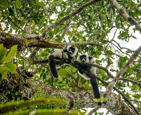 Territorial Northern black-and-white ruffed lemur, Nosy Mangabe - aftermath, Madagascar We've been observing these peaceful, endangered lemurs on the island of Nosy Mangabe for 20 minutes or so. We had some photos, they were in a state of rest, so we were packing up to move on. Then, like the flip of a switch they go into absolute panic mode. Violent screams, trees shaking, truly aggressive behavior.

As it turns out, completely out of our sight they detected a rival group, and they were being very clear on where their territory begins. We were caught in the middle, lucky and fascinated. I'm sharing several shots just because it was an awe-inspiring moment for us.

This photo shows the aftermath after two sessions of screaming. Out of the blue they were satisfied, and started grooming each other. 

Full series, in order:
http://www.jungledragon.com/image/33538/territorial_northern_black-and-white_ruffed_lemur_nosy_mangabe_-_resting_madagascar.html

http://www.jungledragon.com/image/33541/territorial_northern_black-and-white_ruffed_lemur_nosy_mangabe_-_intimidating_madagascar.html

http://www.jungledragon.com/image/33535/territorial_northern_black-and-white_ruffed_lemur_nosy_mangabe_madagascar.html

http://www.jungledragon.com/image/33539/territorial_northern_black-and-white_ruffed_lemur_nosy_mangabe_-_front_view_madagascar.html

http://www.jungledragon.com/image/33536/territorial_northern_black-and-white_ruffed_lemur_nosy_mangabe_-_side_view_madagascar.html

http://www.jungledragon.com/image/33535/territorial_northern_black-and-white_ruffed_lemur_nosy_mangabe_madagascar.html

http://www.jungledragon.com/image/33537/territorial_northern_black-and-white_ruffed_lemur_nosy_mangabe_-_rotating_madagascar.html

http://www.jungledragon.com/image/33540/territorial_northern_black-and-white_ruffed_lemur_nosy_mangabe_-_closeup_madagascar.html

http://www.jungledragon.com/image/33542/territorial_northern_black-and-white_ruffed_lemur_nosy_mangabe_-_aftermath_madagascar.html

http://www.jungledragon.com/image/33543/territorial_northern_black-and-white_ruffed_lemur_nosy_mangabe_-_aftermath_madagascar.html Africa,Geotagged,Madagascar,Madagascar North,Northern black-and-white ruffed lemur,Nosy Mangabe,Spring,Varecia variegata subcincta,World