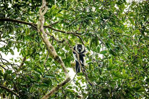 Territorial Northern black-and-white ruffed lemur, Nosy Mangabe - front view II, Madagascar We've been observing these peaceful, endangered lemurs on the island of Nosy Mangabe for 20 minutes or so. We had some photos, they were in a state of rest, so we were packing up to move on. Then, like the flip of a switch they go into absolute panic mode. Violent screams, trees shaking, truly aggressive behavior.

As it turns out, completely out of our sight they detected a rival group, and they were being very clear on where their territory begins. We were caught in the middle, lucky and fascinated. I'm sharing several shots just because it was an awe-inspiring moment for us.

On this photo you can see it firmly holding on to the tree branch with all limbs, in order to shake it as violently as possible. This is a game of display, not actual aggression.

Full series, in order:
http://www.jungledragon.com/image/33538/territorial_northern_black-and-white_ruffed_lemur_nosy_mangabe_-_resting_madagascar.html

http://www.jungledragon.com/image/33541/territorial_northern_black-and-white_ruffed_lemur_nosy_mangabe_-_intimidating_madagascar.html

http://www.jungledragon.com/image/33535/territorial_northern_black-and-white_ruffed_lemur_nosy_mangabe_madagascar.html

http://www.jungledragon.com/image/33539/territorial_northern_black-and-white_ruffed_lemur_nosy_mangabe_-_front_view_madagascar.html

http://www.jungledragon.com/image/33536/territorial_northern_black-and-white_ruffed_lemur_nosy_mangabe_-_side_view_madagascar.html

http://www.jungledragon.com/image/33535/territorial_northern_black-and-white_ruffed_lemur_nosy_mangabe_madagascar.html

http://www.jungledragon.com/image/33537/territorial_northern_black-and-white_ruffed_lemur_nosy_mangabe_-_rotating_madagascar.html

http://www.jungledragon.com/image/33540/territorial_northern_black-and-white_ruffed_lemur_nosy_mangabe_-_closeup_madagascar.html

http://www.jungledragon.com/image/33542/territorial_northern_black-and-white_ruffed_lemur_nosy_mangabe_-_aftermath_madagascar.html

http://www.jungledragon.com/image/33543/territorial_northern_black-and-white_ruffed_lemur_nosy_mangabe_-_aftermath_madagascar.html Africa,Madagascar,Madagascar North,Northern black-and-white ruffed lemur,Nosy Mangabe,Varecia variegata subcincta,World