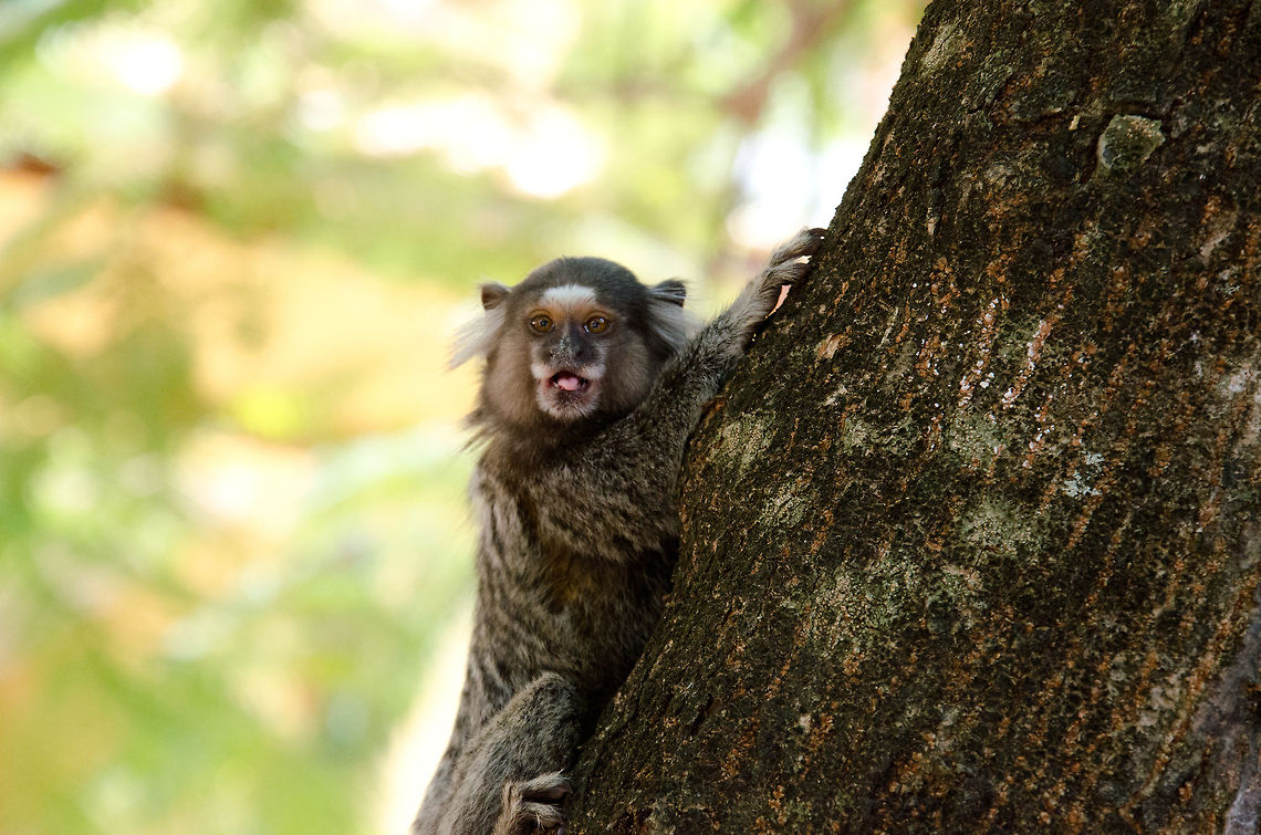Praia do Forte Capuchin Monkey Little Capuchin monkey spotted in Praia de Forte, where they regularly hang out amongst tourists, begging for food. Brazil,Callithrix jacchus,Capuchin,Common marmoset,Geotagged,Monkeys,Praia de Forte