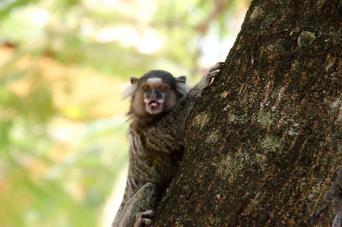 Praia do Forte Capuchin Monkey Little Capuchin monkey spotted in Praia de Forte, where they regularly hang out amongst tourists, begging for food. Brazil,Callithrix jacchus,Capuchin,Common marmoset,Geotagged,Monkeys,Praia de Forte