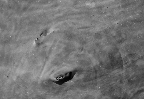 String ray closeup Closeup of a large Stingray, as kept in the Praia do Forte Projeto Tamar Turtle rehabilitation center. Brazil,Dasyatis americana,Geotagged,Praia do Forte,Projeto Tamar,Rays,Southern stingray,Stringray