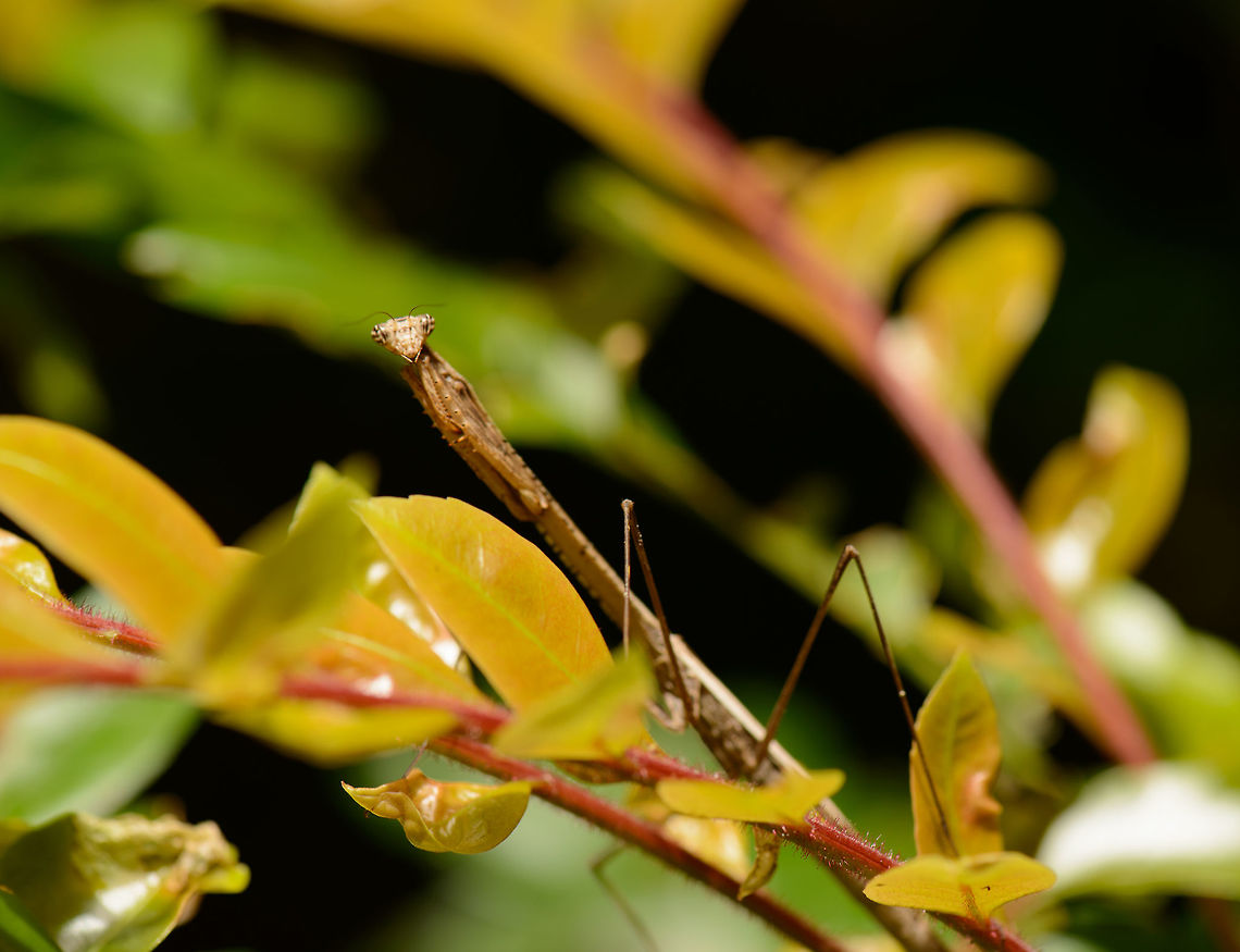 Large praying mantis on branch, Nosy Mangabe, Madagascar A pretty large one that we accidentally discovered. <br />
<figure class="photo"><a href="https://www.jungledragon.com/image/33563/large_praying_mantis_on_branch_-_closeup_nosy_mangabe_madagascar.html" title="Large praying mantis on branch - closeup, Nosy Mangabe, Madagascar"><img src="https://s3.amazonaws.com/media.jungledragon.com/images/2/33563_thumb.jpg?AWSAccessKeyId=05GMT0V3GWVNE7GGM1R2&Expires=1759968010&Signature=TaCPwJOfwuPtyFlTA8jqsIdutgk%3D" width="200" height="158" alt="Large praying mantis on branch - closeup, Nosy Mangabe, Madagascar http://www.jungledragon.com/image/33562/large_praying_mantis_on_branch_nosy_mangabe_madagascar.html Africa,Geotagged,Madagascar,Madagascar North,Nosy Mangabe,Spring,World" /></a></figure> Africa,Madagascar,Madagascar North,Nosy Mangabe,World