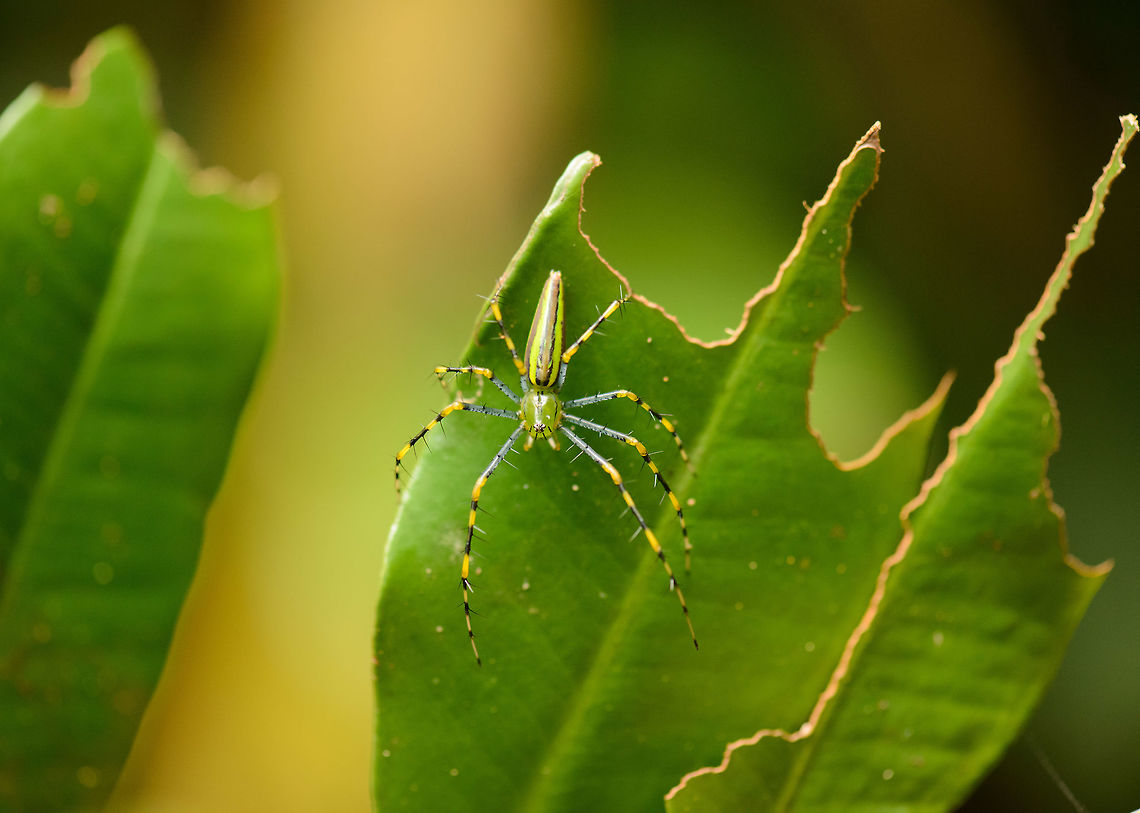 Malagasy green lynx spider, Nosy Mangabe, Madagascar I'm loving the fresh and bright colors on this lynx spider. Africa,Geotagged,Madagascar,Madagascar North,Nosy Mangabe,Peucetia madagascariensis,Spring,World