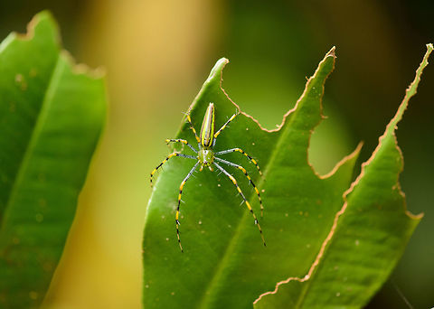 Malagasy green lynx spider, Nosy Mangabe, Madagascar I'm loving the fresh and bright colors on this lynx spider. Africa,Geotagged,Madagascar,Madagascar North,Nosy Mangabe,Peucetia madagascariensis,Spring,World