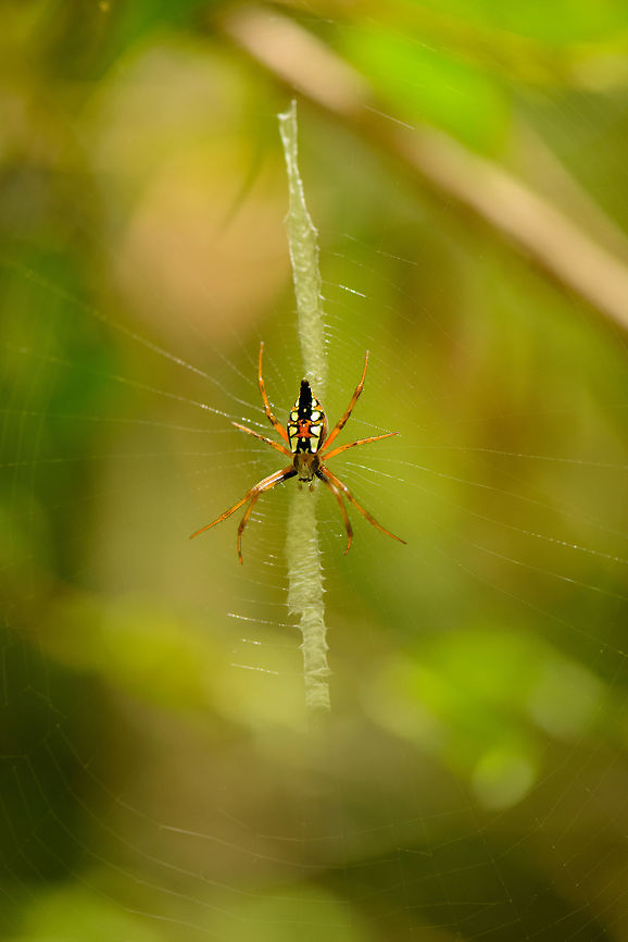 Garden spider with stabilimentum in Nosy Mangabe The Garden Spider part is a rough presumption, I haven&#039;t found an exact match yet. Likely the genus is Argiope. This web has a clear stabilimentum, or web decoration. More info on the supposed function of it here:<br />
<a href="https://en.wikipedia.org/wiki/Web_decoration" rel="nofollow">https://en.wikipedia.org/wiki/Web_decoration</a><br />
<br />
In this same forest I found an example of a spiral stabilimentum:<br />
<figure class="photo"><a href="https://www.jungledragon.com/image/33588/spiral_stabilimentum_web_decoration_nosy_mangabe_madagascar.html" title="Spiral stabilimentum (web decoration), Nosy Mangabe, Madagascar"><img src="https://s3.amazonaws.com/media.jungledragon.com/images/2/33588_thumb.jpg?AWSAccessKeyId=05GMT0V3GWVNE7GGM1R2&Expires=1767225610&Signature=phrjBxOiapVsrXY2L378%2F4i5mKM%3D" width="200" height="134" alt="Spiral stabilimentum (web decoration), Nosy Mangabe, Madagascar Not a great shot, it was windy and I was in a rush. This is an example of a stabilimentum (web decoration). Scientists still are not sure what their function is:<br />
https://en.wikipedia.org/wiki/Web_decoration Africa,Geotagged,Madagascar,Madagascar North,Nosy Mangabe,Spring,World" /></a></figure> Africa,Argiope ranomafanensis,Geotagged,Madagascar,Madagascar North,Nosy Mangabe,Spring,World