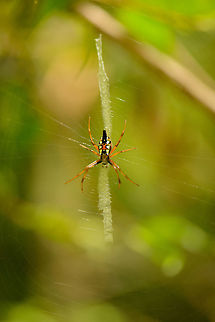 Argiope ranomafanensis