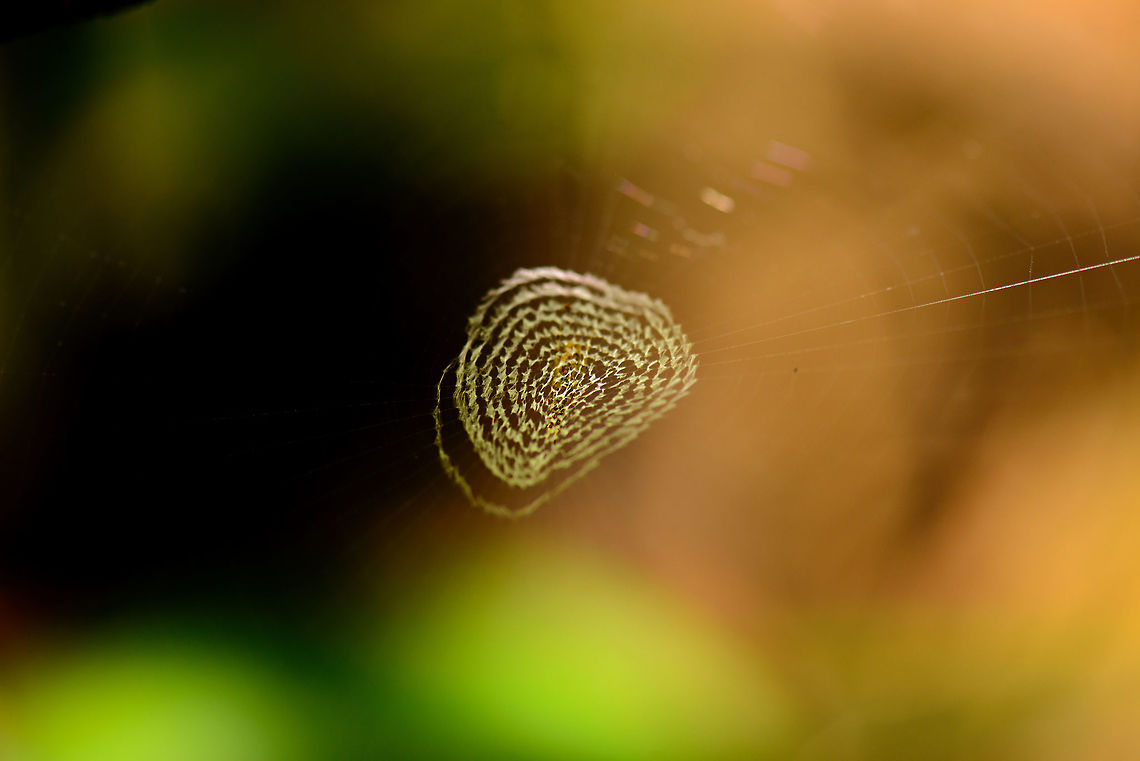 Spiral stabilimentum (web decoration), Nosy Mangabe, Madagascar Not a great shot, it was windy and I was in a rush. This is an example of a stabilimentum (web decoration). Scientists still are not sure what their function is:<br />
<a href="https://en.wikipedia.org/wiki/Web_decoration" rel="nofollow">https://en.wikipedia.org/wiki/Web_decoration</a> Africa,Geotagged,Madagascar,Madagascar North,Nosy Mangabe,Spring,World