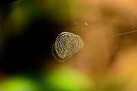 Spiral stabilimentum (web decoration), Nosy Mangabe, Madagascar Not a great shot, it was windy and I was in a rush. This is an example of a stabilimentum (web decoration). Scientists still are not sure what their function is:<br />
https://en.wikipedia.org/wiki/Web_decoration Africa,Geotagged,Madagascar,Madagascar North,Nosy Mangabe,Spring,World