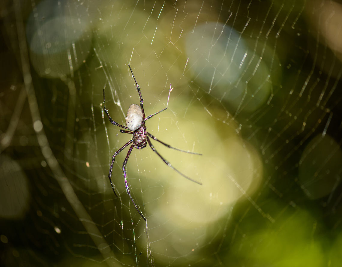 White abdoment Orb-weaver in Nosy Mangabe, Madagascar This spider species very much has the shape of an Orb-weaver, yet most I found online are colorful, not pale white like this. I&#039;m not sure if this means it is a separate species or a sign of adulthood. The only matching reference photo I found is here:<br />
<br />
<a href="http://alexhyde.photoshelter.com/image/I0000eDpFI9_J1k8" rel="nofollow">http://alexhyde.photoshelter.com/image/I0000eDpFI9_J1k8</a> Africa,Geotagged,Madagascar,Madagascar North,Nephilengys livida,Nosy Mangabe,Spring,World