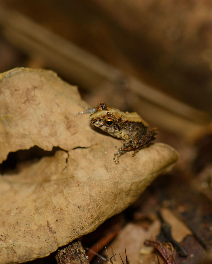 Mantidactylus asper boulengeri, Nosy Mangabe, Madagascar I can see some similarity with this find:<br />
<figure class="photo"><a href="https://www.jungledragon.com/image/33518/mantidactylus_asper_nosy_mangabe_madagascar.html" title="Mantidactylus asper, Nosy Mangabe, Madagascar"><img src="https://s3.amazonaws.com/media.jungledragon.com/images/2/33518_thumb.jpg?AWSAccessKeyId=05GMT0V3GWVNE7GGM1R2&Expires=1763596810&Signature=n04mbmpGFh1QdToFkSQqVsMRiD8%3D" width="200" height="134" alt="Mantidactylus asper, Nosy Mangabe, Madagascar Identification in progress. Description: greyish/silver, ridge near eye, spotted chin. Africa,Geotagged,Madagascar,Madagascar North,Mantidactylus asper,Nosy Mangabe,Spring,World" /></a></figure><br />
...yet the back looks different.  Africa,Geotagged,Madagascar,Madagascar North,Mantidactylus boulengeri,Nosy Mangabe,Spring,World