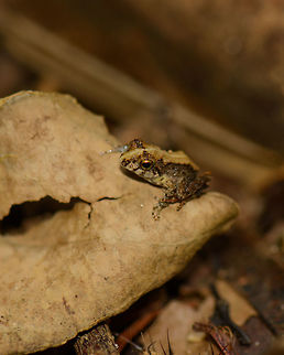 Mantidactylus asper boulengeri, Nosy Mangabe, Madagascar I can see some similarity with this find:
http://www.jungledragon.com/image/33518/mantidactylus_asper_nosy_mangabe_madagascar.html
...yet the back looks different.  Africa,Geotagged,Madagascar,Madagascar North,Mantidactylus boulengeri,Nosy Mangabe,Spring,World