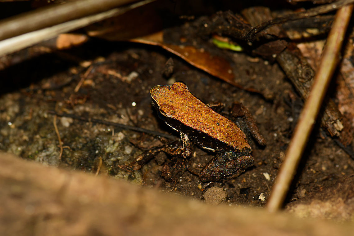 Mantidactylus charlotteae, Nosy Mangabe, Madagascar Update on identification: based on distribution, this is the only likely candidate I can find. This species is known to have blue highlights on parts of its body, yet I found plenty of examples online where this is not the case. Africa,Geotagged,Madagascar,Madagascar North,Mantidactylus charlotteae,Nosy Mangabe,Spring,World