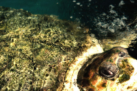 Loggerhead Sea Turtle (Caretta caretta) This is an exceptionally large "specimen" of a Loggerhead, at almost 3 metres long and weighing over 400 kilograms. It is temporarily kept at the turtle rehabilitation center at Praia de Forte, Brazil. Brazil,Caretta caretta,Geotagged,Loggerhead sea turtle,Praia de Forte,Sea Turtle,Turtle
