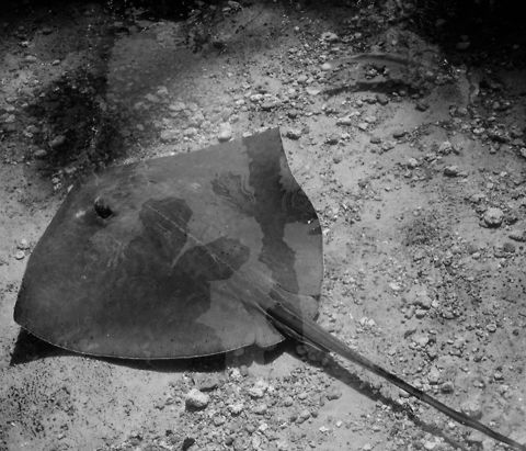 Sting Ray flying carpet The absolute best part about sting rays is how gracefully they "fly" through water. Unfortunately, this one has limited room, as it is kept in a pool at the Praia do Forte Projeto Tamar turtle rehabilitation center. Brazil,Dasyatis americana,Geotagged,Praia do Forte,Projeto Tamar,Rays,Southern stingray,Stingray