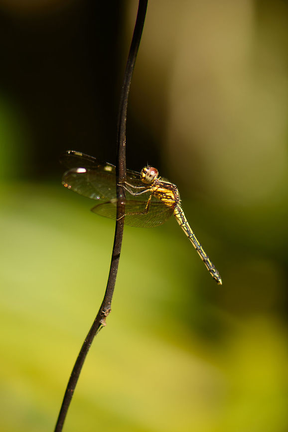 Yellow/black dragonfly, Nosy Mangabe Despite 3 walks on the single day we spent at Nosy Mangabe, I still found time to do a little macro tour on my own, where I encountered this dragonfly. I&#039;m going to ask an expert for advise on identification. Africa,Geotagged,Hemistigma affine,Madagascar,Madagascar North,Nosy Mangabe,Spring,World