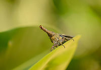 Giant Lantern bug (Zanna genus), Nosy Mangabe, Madagascar This bug had me intrigued, and a little scared. I was doing a little macro tour on my own in Nosy Mangabe when I reached the end of a bush trail, where I met the ocean. I spent a little time here trying to photograph some very fast-moving crabs on the beach when something the size of a small bird landed in the tree right above my head.<br />
<br />
Curious about which bird just landed so close, Instead I saw what is on the photo. It took me several seconds to understand what I was looking at. A beautiful freak of nature it is. This is a very large lantern bug, likely from the Zanna genus. Side view:<br />
http://www.jungledragon.com/image/33616/giant_lantern_bug_zanna_genus_-_side_view_nosy_mangabe_madagascar.html Africa,Geotagged,Madagascar,Madagascar North,Nosy Mangabe,Spring,World