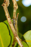 Giant Lantern bug (Zanna genus) - side view, Nosy Mangabe, Madagascar This bug had me intrigued, and a little scared. I was doing a little macro tour on my own in Nosy Mangabe when I reached the end of a bush trail, where I met the ocean. I spent a little time here trying to photograph some very fast-moving crabs on the beach when something the size of a small bird landed in the tree right above my head. Front view:<br />
http://www.jungledragon.com/image/33614/giant_lantern_bug_zanna_genus_nosy_mangabe_madagascar.html<br />
<br />
Curious about which bird just landed so close, Instead I saw what is on the photo. It took me several seconds to understand what I was looking at. A beautiful freak of nature it is. This is a very large lantern bug, likely from the Zanna genus. Africa,Geotagged,Madagascar,Madagascar North,Nosy Mangabe,Spring,World