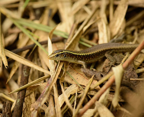 Madagascar girdled lizard
