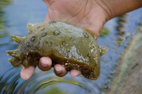 Large Seahare This seahare was put on display by a guide, but I kindly refused to hold it. I prefer it to be kept in peace, not to mention I don't like holding slimy things I don't know.  Aplysia dactylomela,Brazil,Geotagged,Praia de Forte,Snail,Spotted sea hare