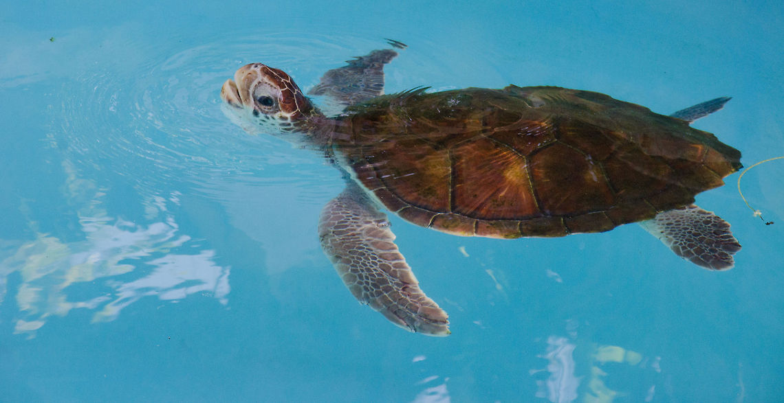 Baby Loggerhead Sea Turtle "How am I doing mum?" Brazil,Caretta caretta,Geotagged,Loggerhead sea turtle,Praia de Forte,Sea Turtle,turtle