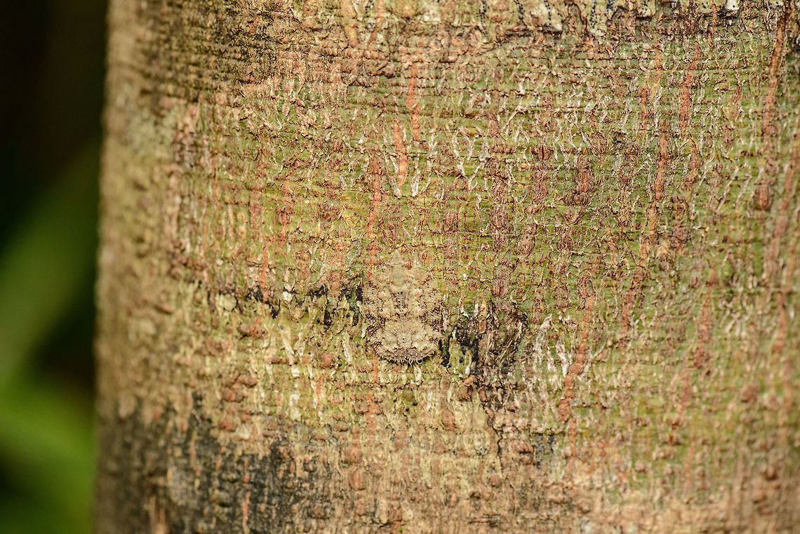 Flatidae, Nosy Mangabe, Madagascar.  Africa,Geotagged,Madagascar,Madagascar North,Nosy Mangabe,Spring,World