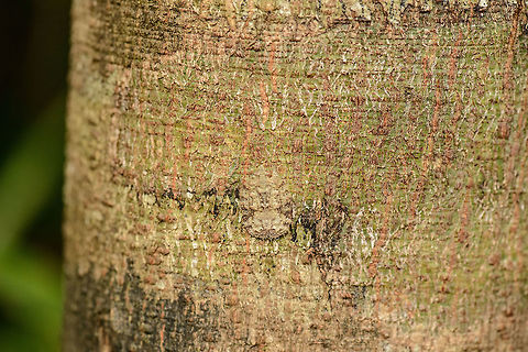 Flatidae, Nosy Mangabe, Madagascar.  Africa,Geotagged,Madagascar,Madagascar North,Nosy Mangabe,Spring,World