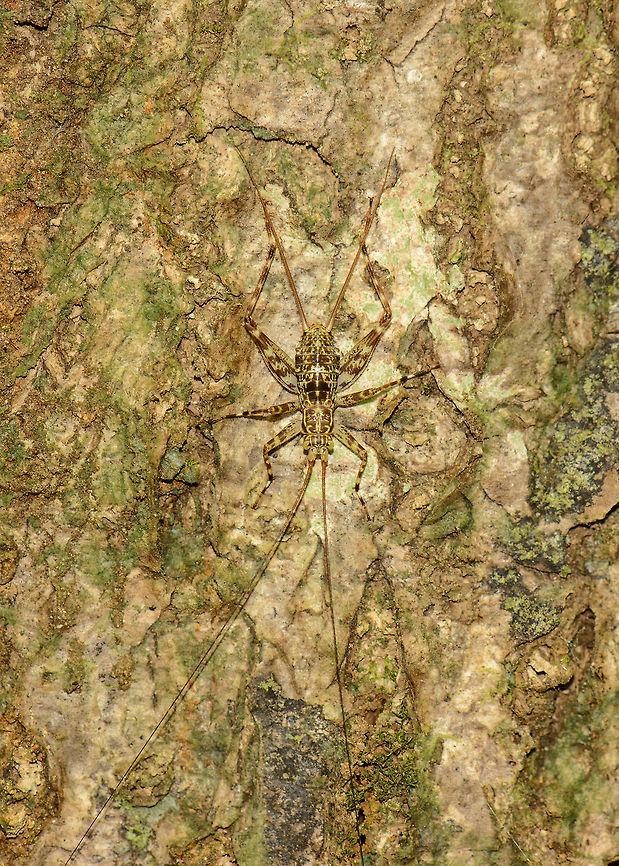 Large yellow/black cricket - closeup, Nosy Mangabe, Madagascar Found during the day. Well camouflaged on this tree. It has extremely long antennae. Africa,Geotagged,Madagascar,Madagascar North,Nosy Mangabe,Paragryllodes annulipes,Spring,World