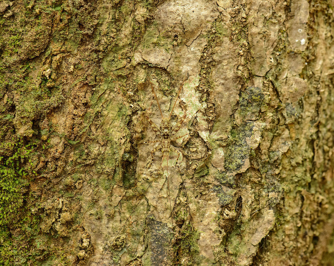 Large yellow/black cricket, Nosy Mangabe, Madagascar Found during the day. Well camouflaged on this tree. It has extremely long antennae. Closeup:<br />
<figure class="photo"><a href="https://www.jungledragon.com/image/33643/large_yellowblack_cricket_-_closeup_nosy_mangabe_madagascar.html" title="Large yellow/black cricket - closeup, Nosy Mangabe, Madagascar"><img src="https://s3.amazonaws.com/media.jungledragon.com/images/2/33643_thumb.jpg?AWSAccessKeyId=05GMT0V3GWVNE7GGM1R2&Expires=1763596810&Signature=yrQcKNrZJeAlmk1M4jiLOK8dlu0%3D" width="110" height="152" alt="Large yellow/black cricket - closeup, Nosy Mangabe, Madagascar Found during the day. Well camouflaged on this tree. It has extremely long antennae. Africa,Geotagged,Madagascar,Madagascar North,Nosy Mangabe,Paragryllodes annulipes,Spring,World" /></a></figure> Africa,Geotagged,Madagascar,Madagascar North,Nosy Mangabe,Spring,World
