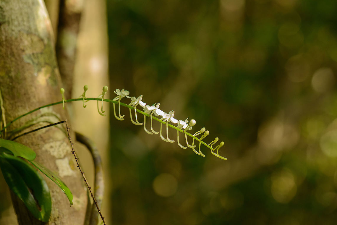 White orchid in Nosy Mangabe jungle, Madagascar Species unknown, hoping for some help. Aerangis citrata,Africa,Geotagged,Madagascar,Madagascar North,Nosy Mangabe,Spring,World