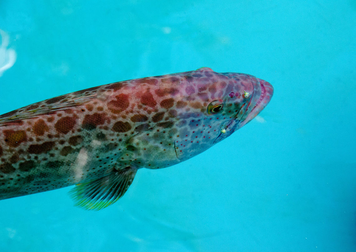 Yellowfin grouper I normally make pictures of signs but couldnt find this specific one in my collection. This photo was taken at the Praia do Forte Sea Turtle protection center. Next to turtles, they display a number of large fish inside open pools. This one is pink, with brown spots, about 1 metre (~3ft) in length.  Brazil,Geotagged,Mycteroperca venenosa,Praia de Forte,Yellowfin grouper