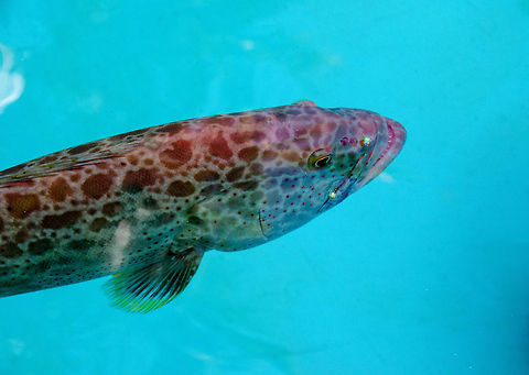 Yellowfin grouper
