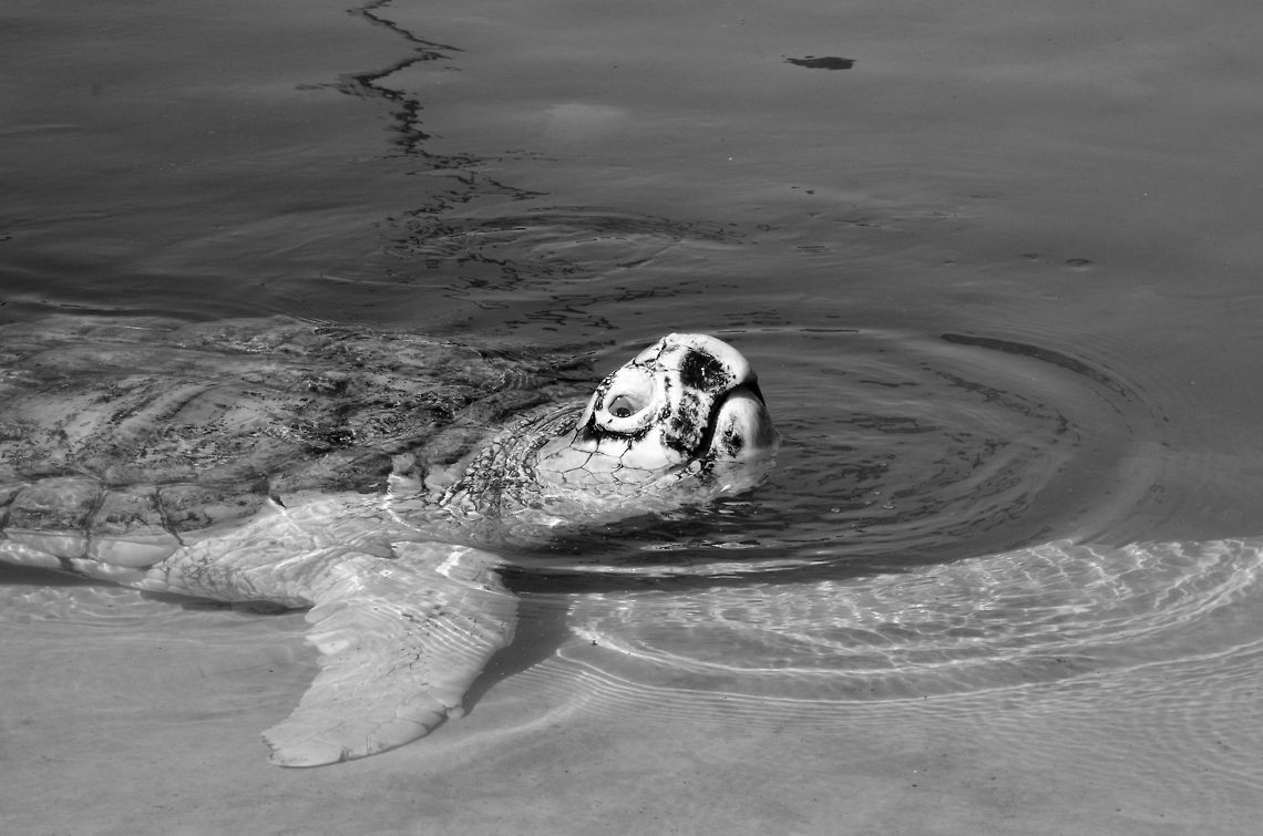 Loggerhead Sea Turtle (Caretta caretta) This is an exceptionally large &quot;specimen&quot; of a Loggerhead, at almost 3 metres long and weighing over 400 kilograms. It is temporarily kept at the turtle rehabilitation center at Praia de Forte, Brazil. Brazil,Caretta caretta,Geotagged,Loggerhead sea turtle,Praia de Forte,Sea Turtle,Turtle