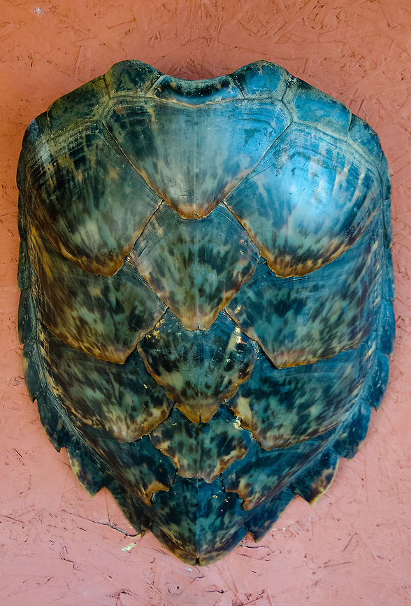 Shield of Hawksbill Turtle (Eretmochelys imbricata) As seen in the Sea Turtle Center, Praia do Forte, Brazil. Brazil,Eretmochelys imbricata,Geotagged,Hawksbill Turtle,Praia de Forte,Sea Turtle,shield,turtle
