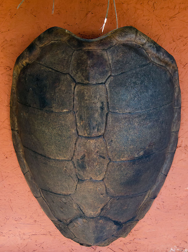 Shield of Loggerhead Turtle (Caretta caretta) As seen in the Sea Turtle Center, Praia do Forte, Brazil. Brazil,Caretta caretta,Geotagged,Loggerhead sea turtle,Praia de Forte,Sea Turtle,Turtle,shield