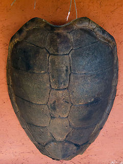 Shield of Loggerhead Turtle (Caretta caretta) As seen in the Sea Turtle Center, Praia do Forte, Brazil. Brazil,Caretta caretta,Geotagged,Loggerhead sea turtle,Praia de Forte,Sea Turtle,Turtle,shield