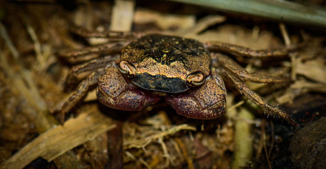 Metasesarma obesum in Nosy Mangabe, Madagascar Found in the forest, so maybe a land crab. Africa,Geotagged,Madagascar,Madagascar North,Metasesarma obesum,Nosy Mangabe,Spring,World